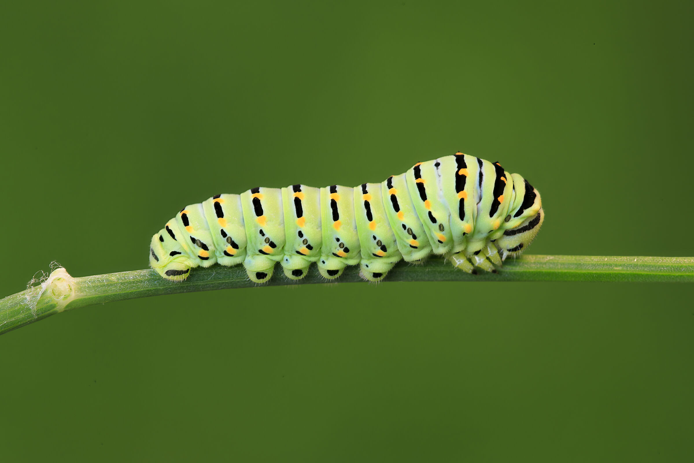 Papilio Machaon