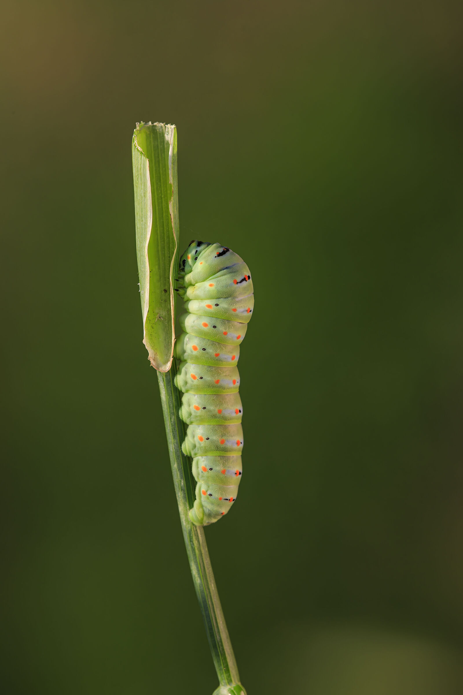 Papilio Machaon