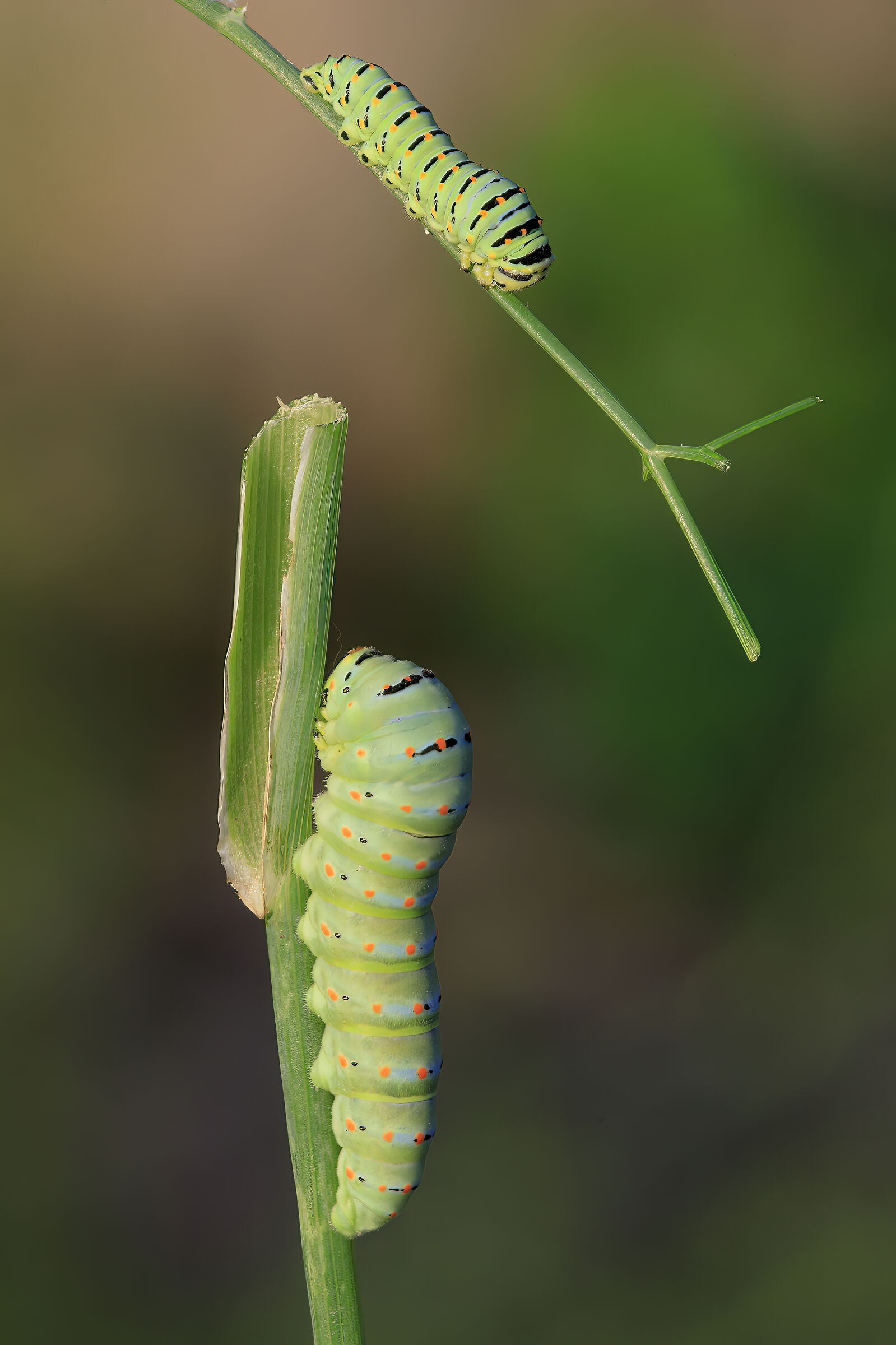 Papilio Machaon