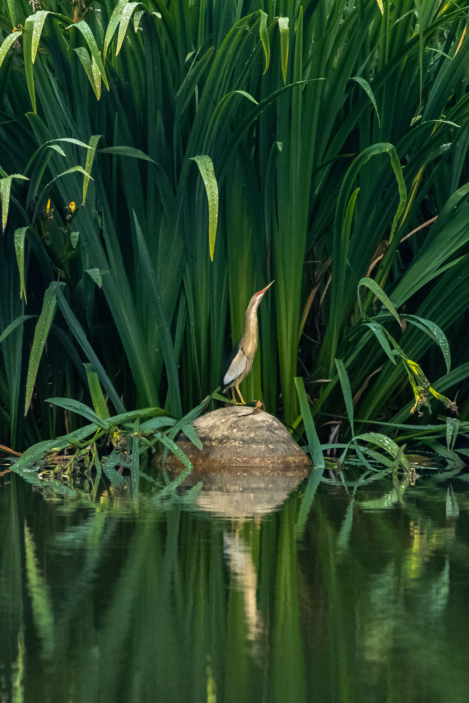 Little bittern