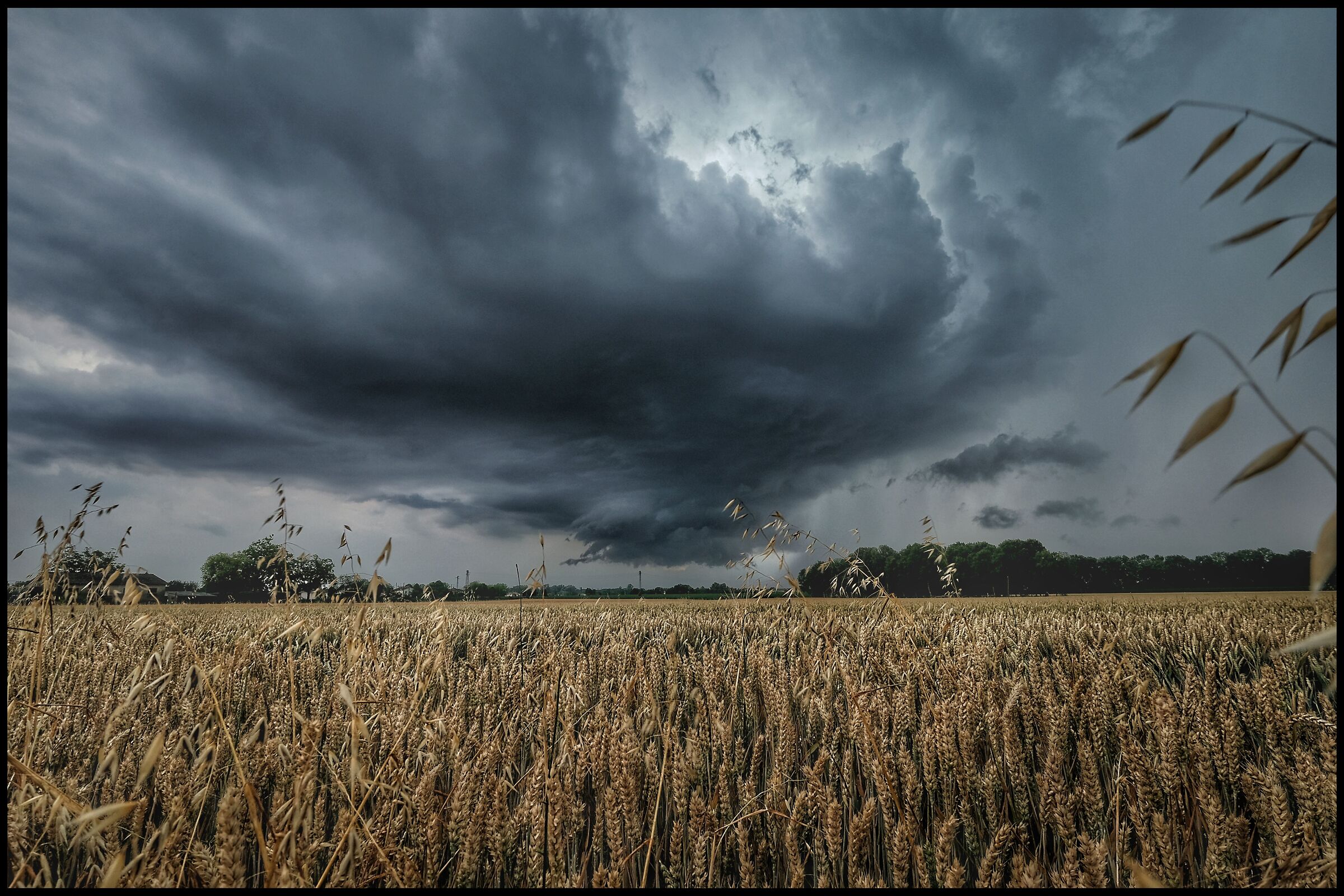 Il temporale sul grano maturo