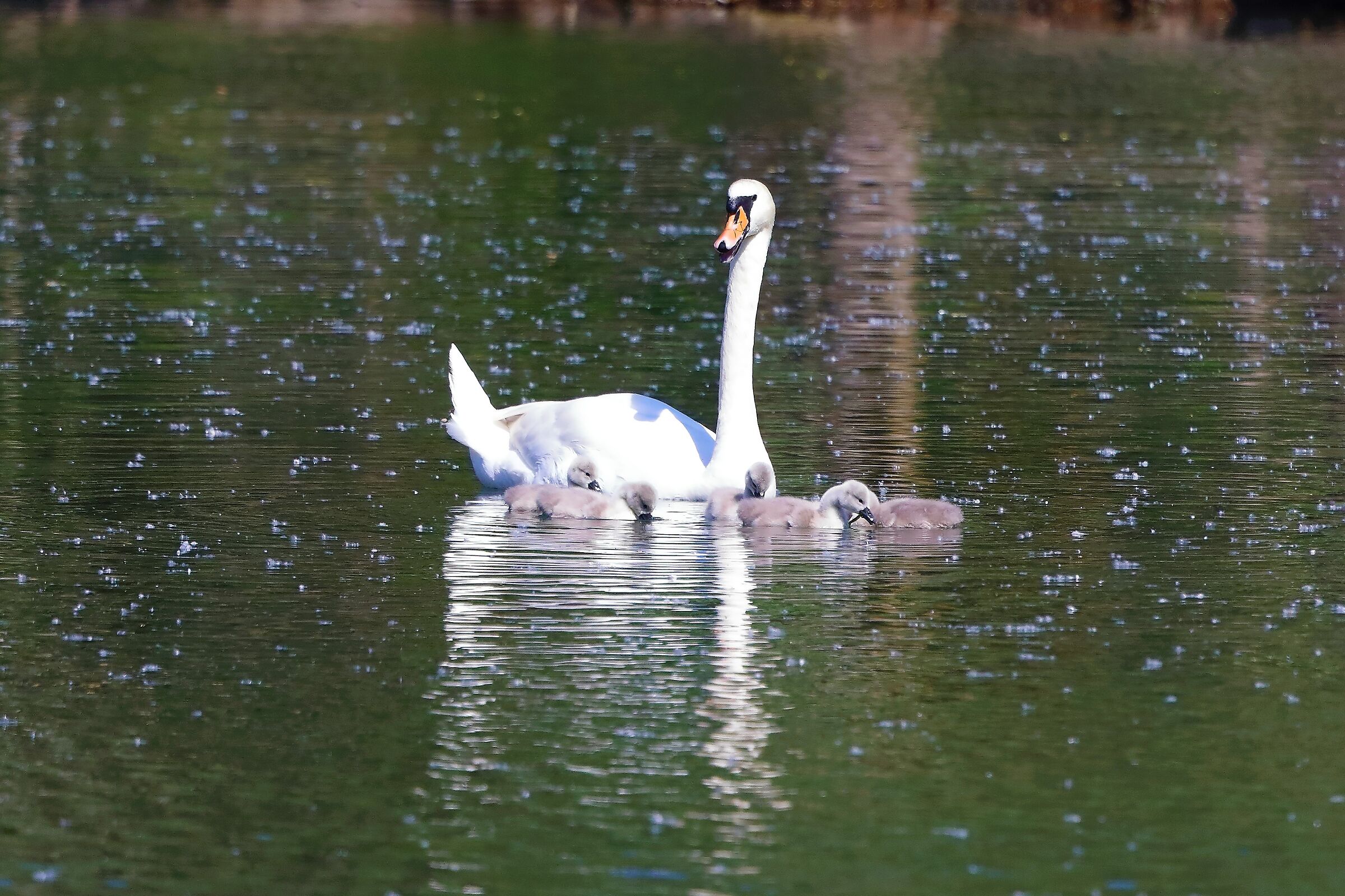 swans 12-05-2022