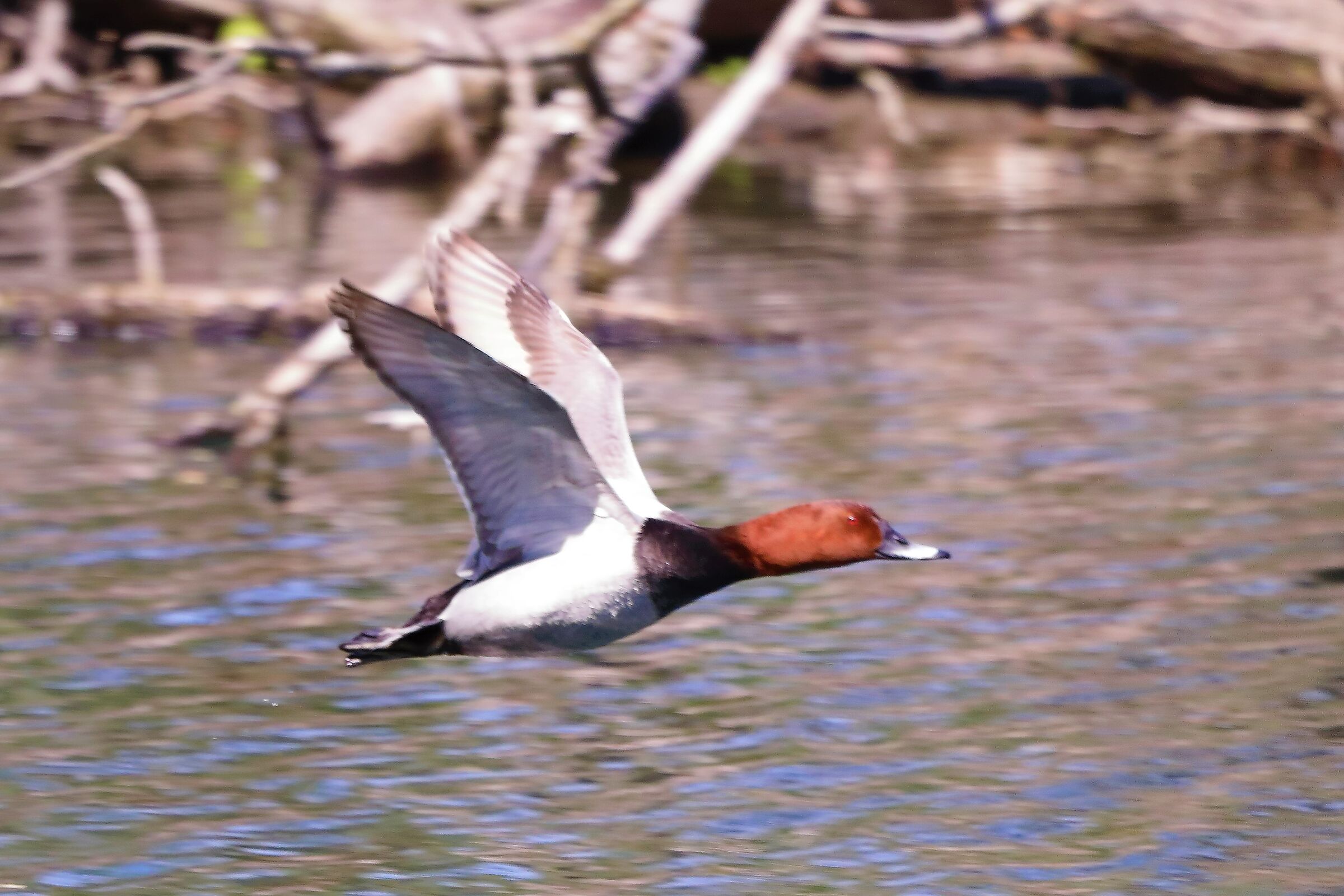 moriglione 12-05-2022