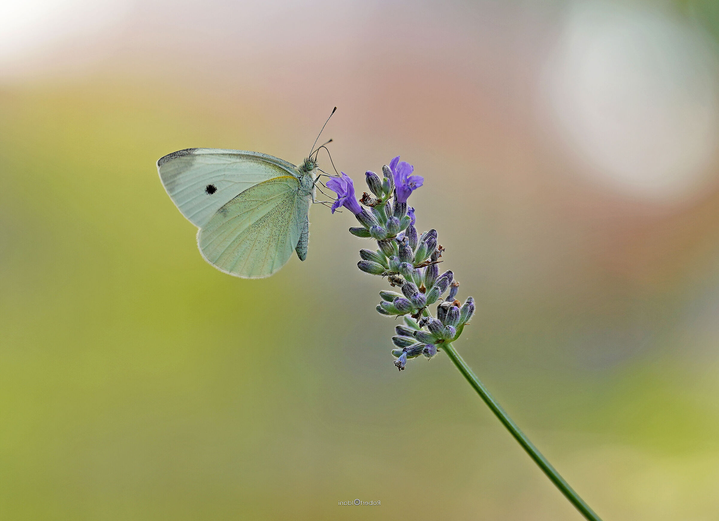 Untitled Photo
