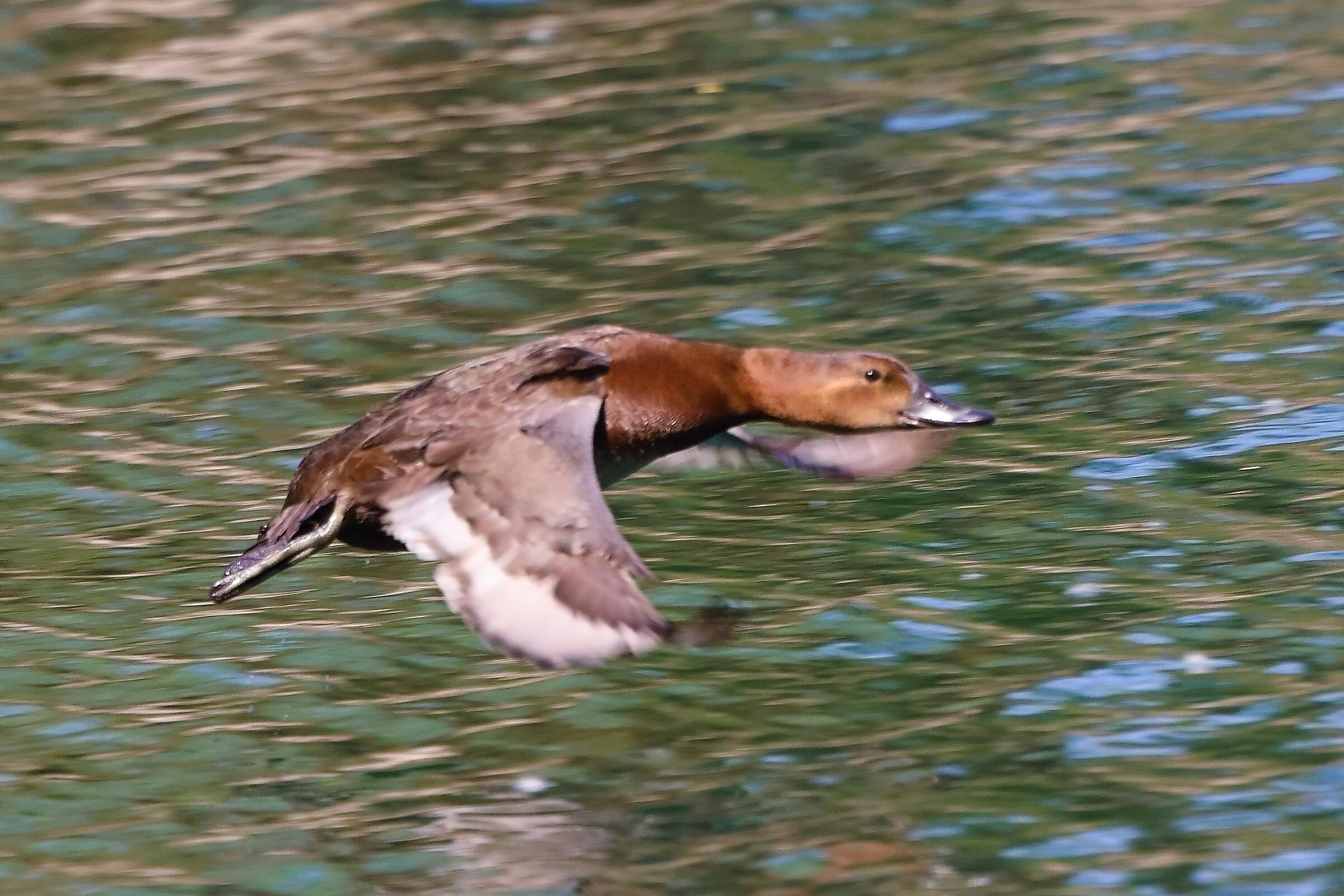 moriglione 12-05-2022