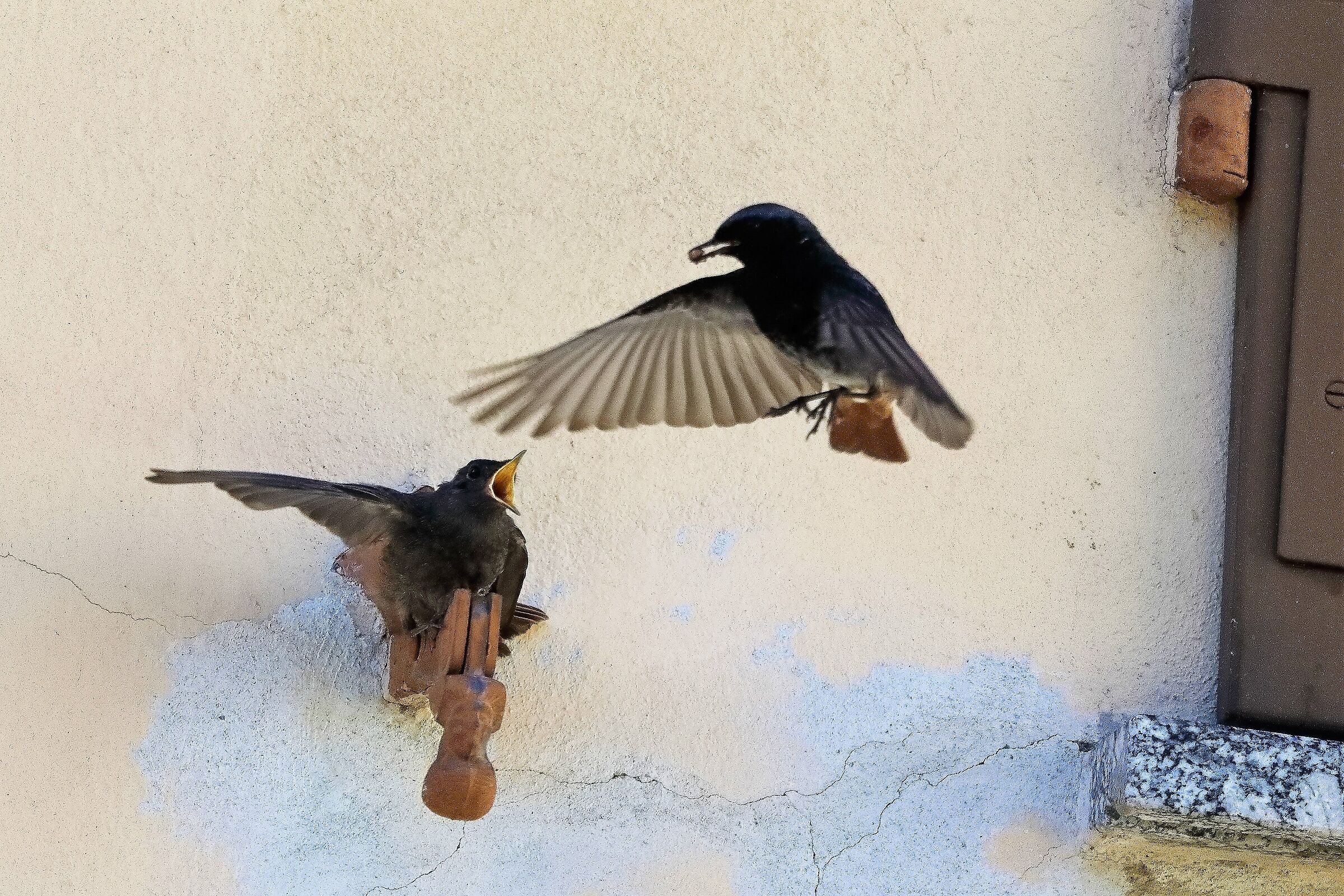 Codirosso spazzacamino  10-06-2022