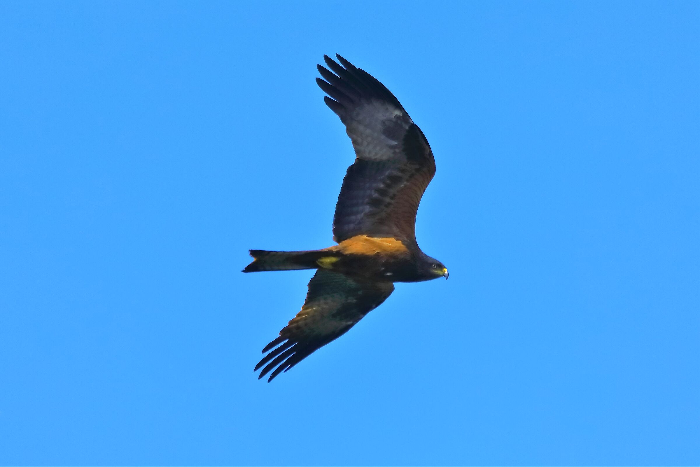 Black kite 10-05-2022