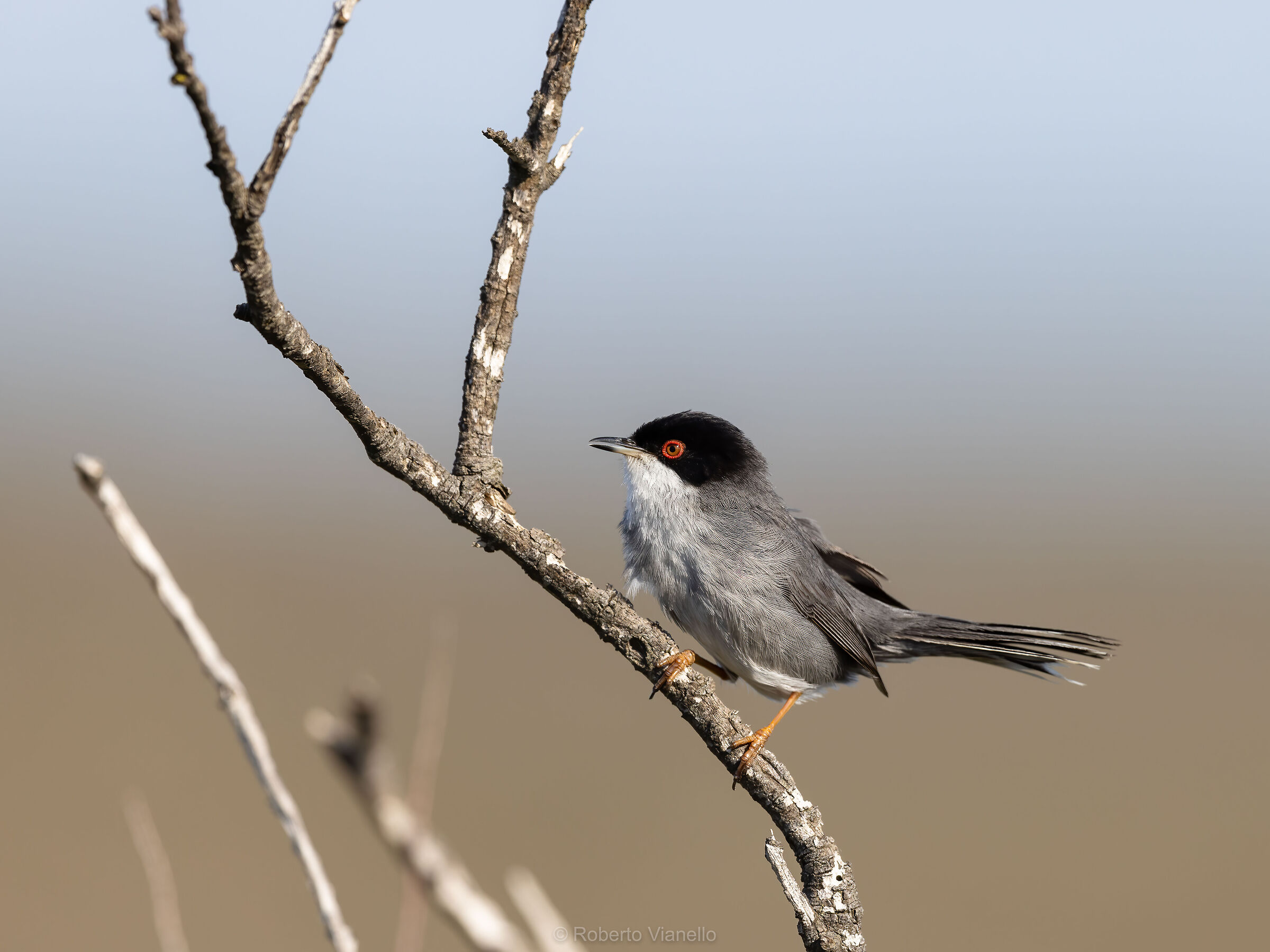Occhiocotto (Sylvia melanocephala) maschio