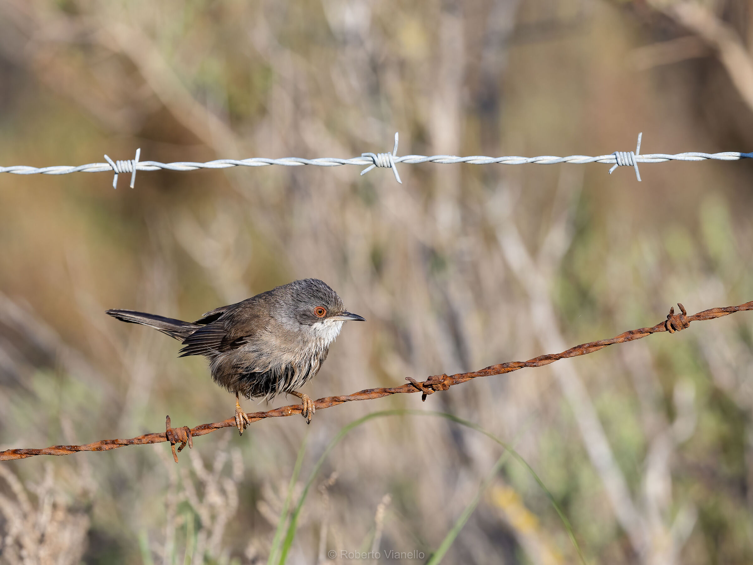 Occhiocotto (Sylvia melanocephala) femmina