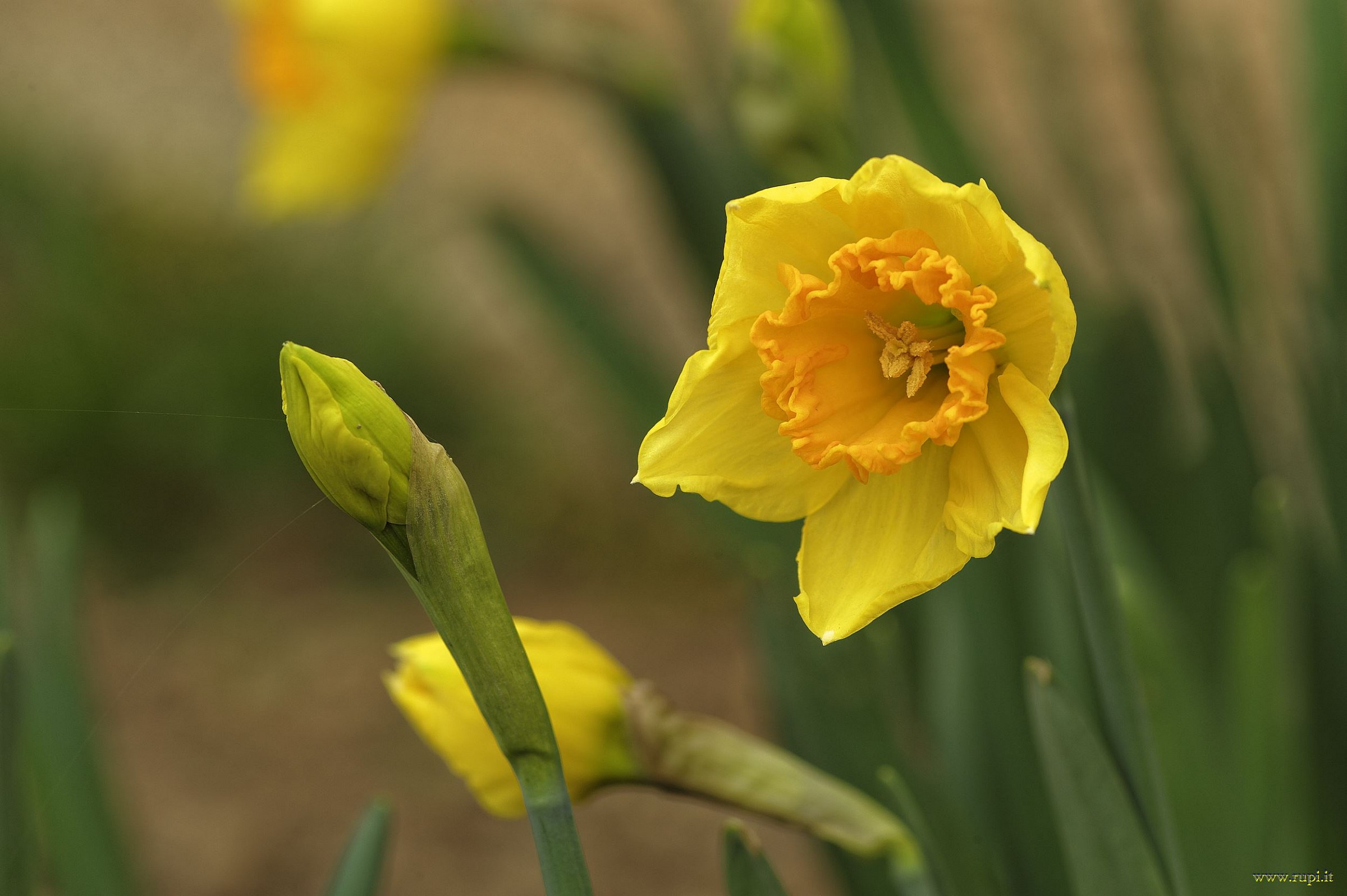 It 's time to bloom!