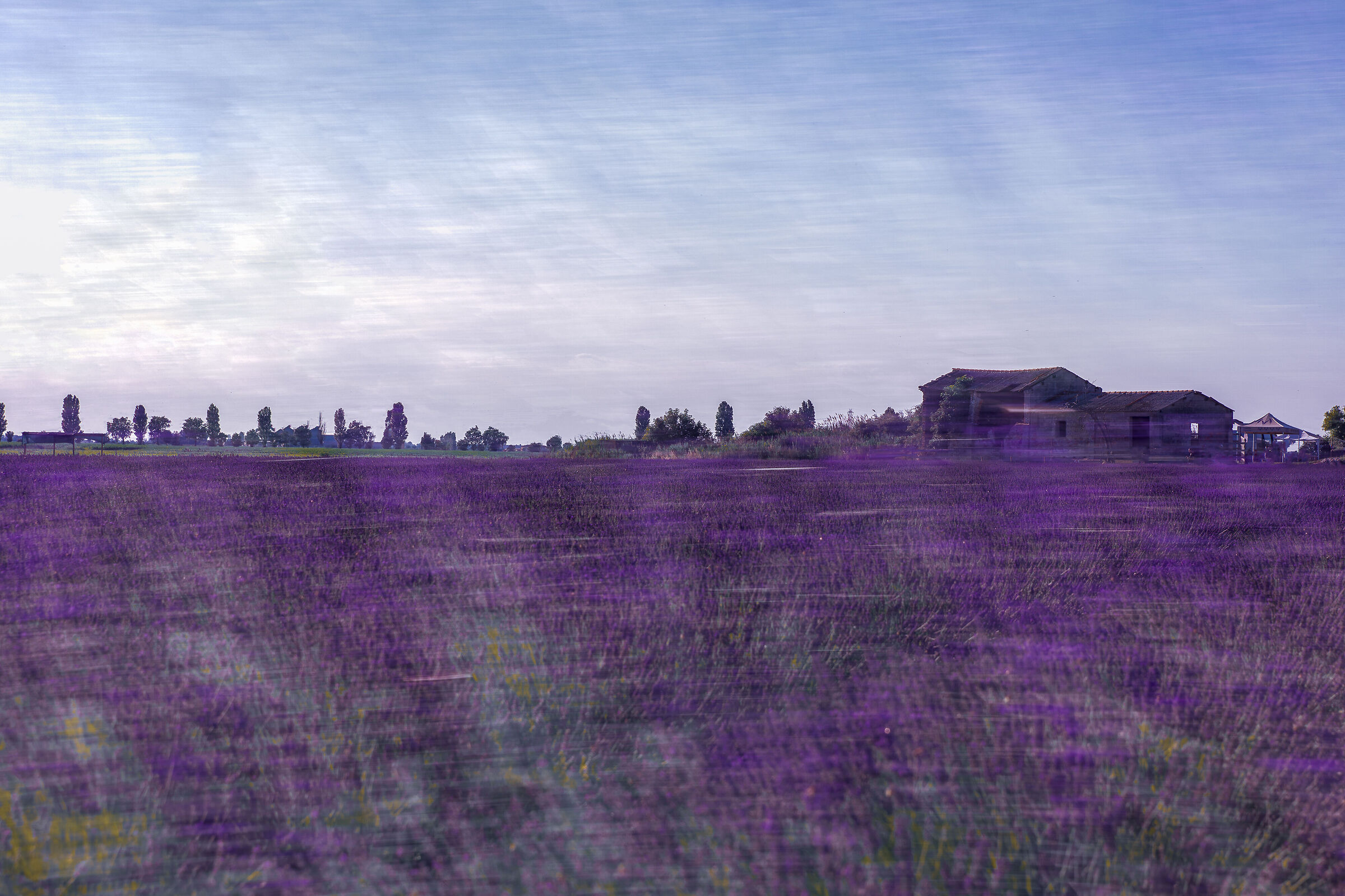 Venetian lavender