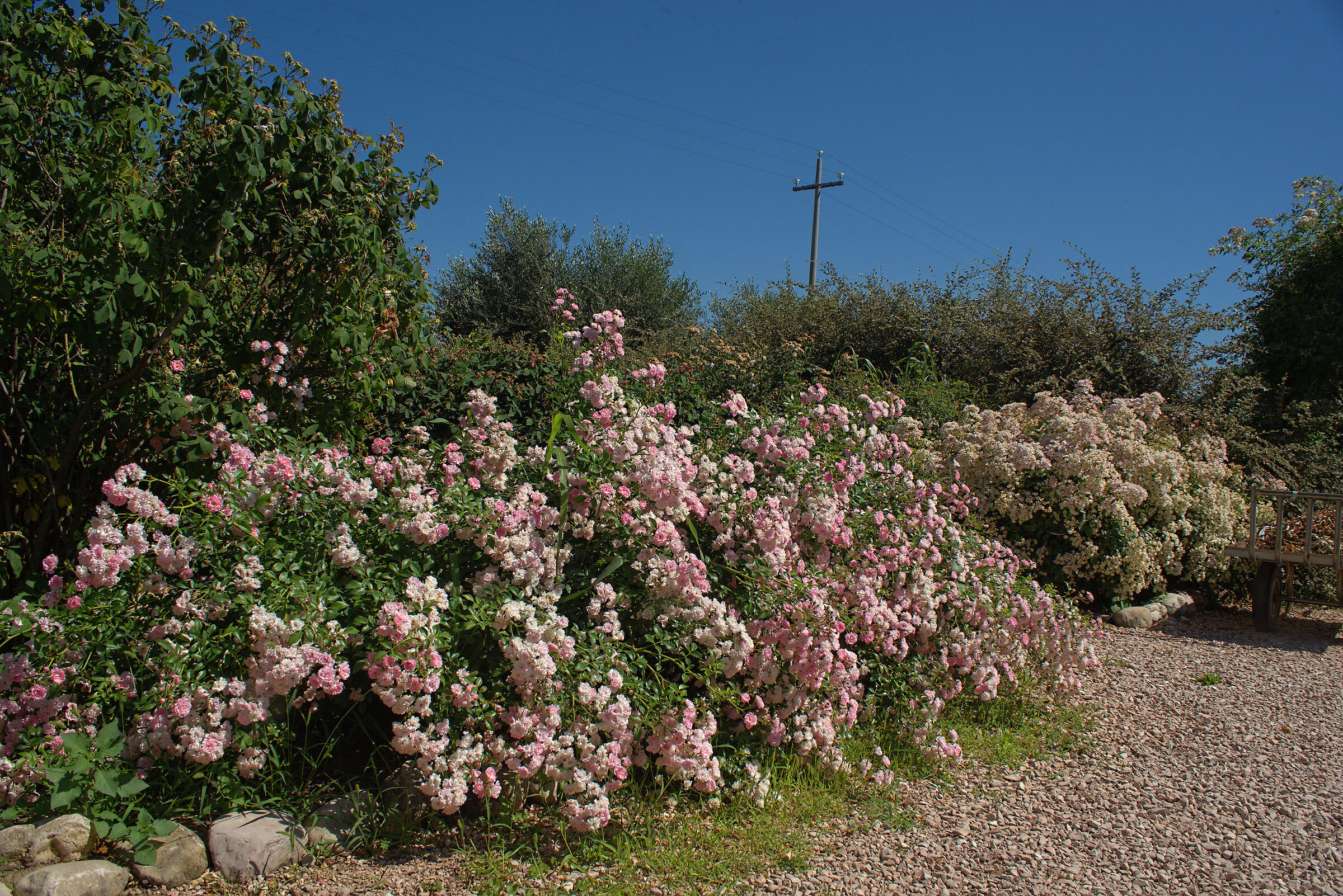 Rose garden