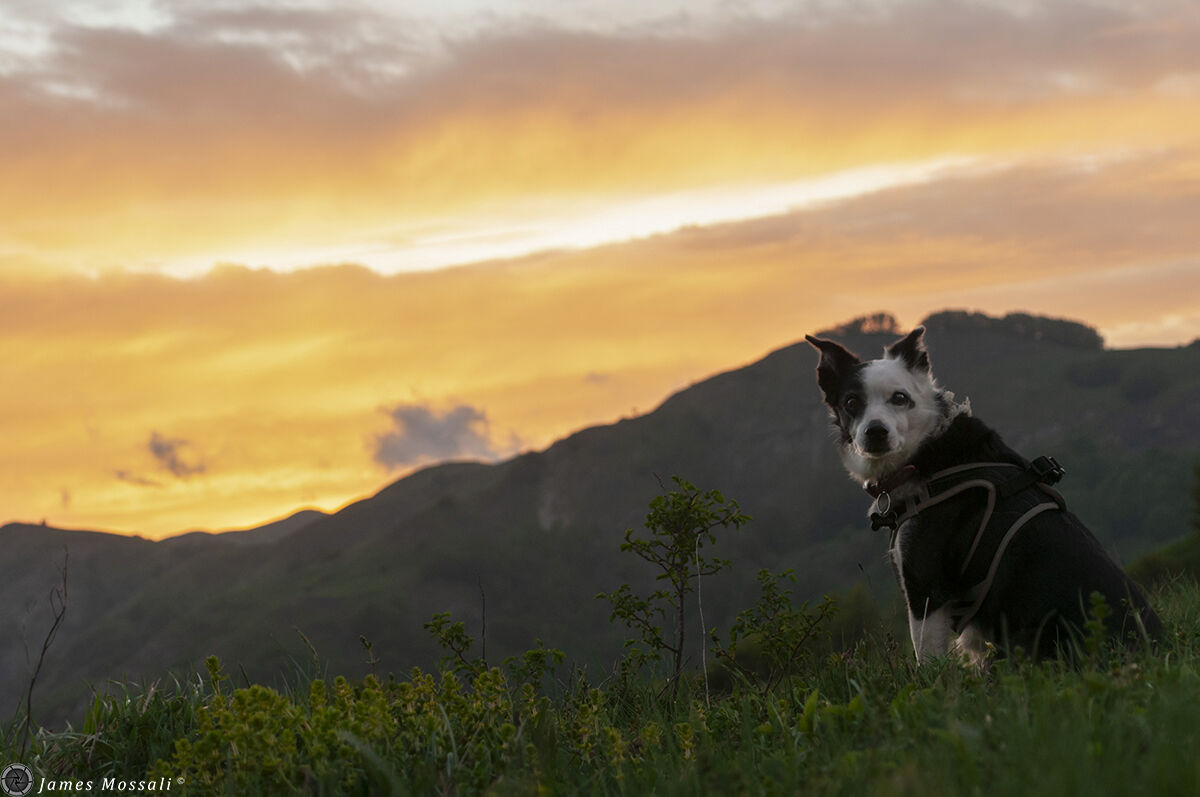 Faithful friend