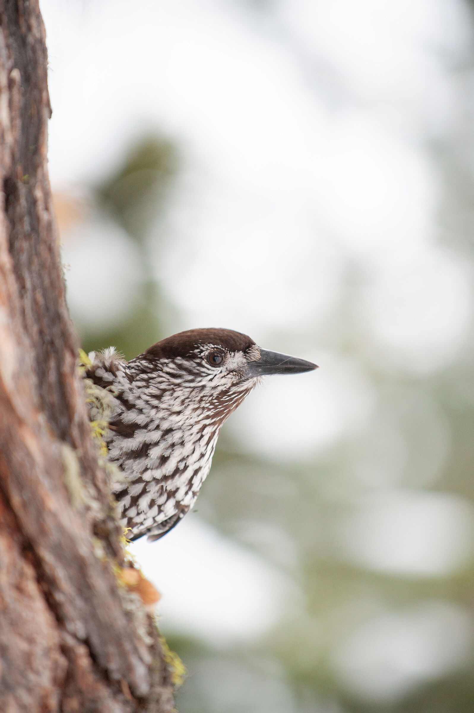 Spotted nutcracker