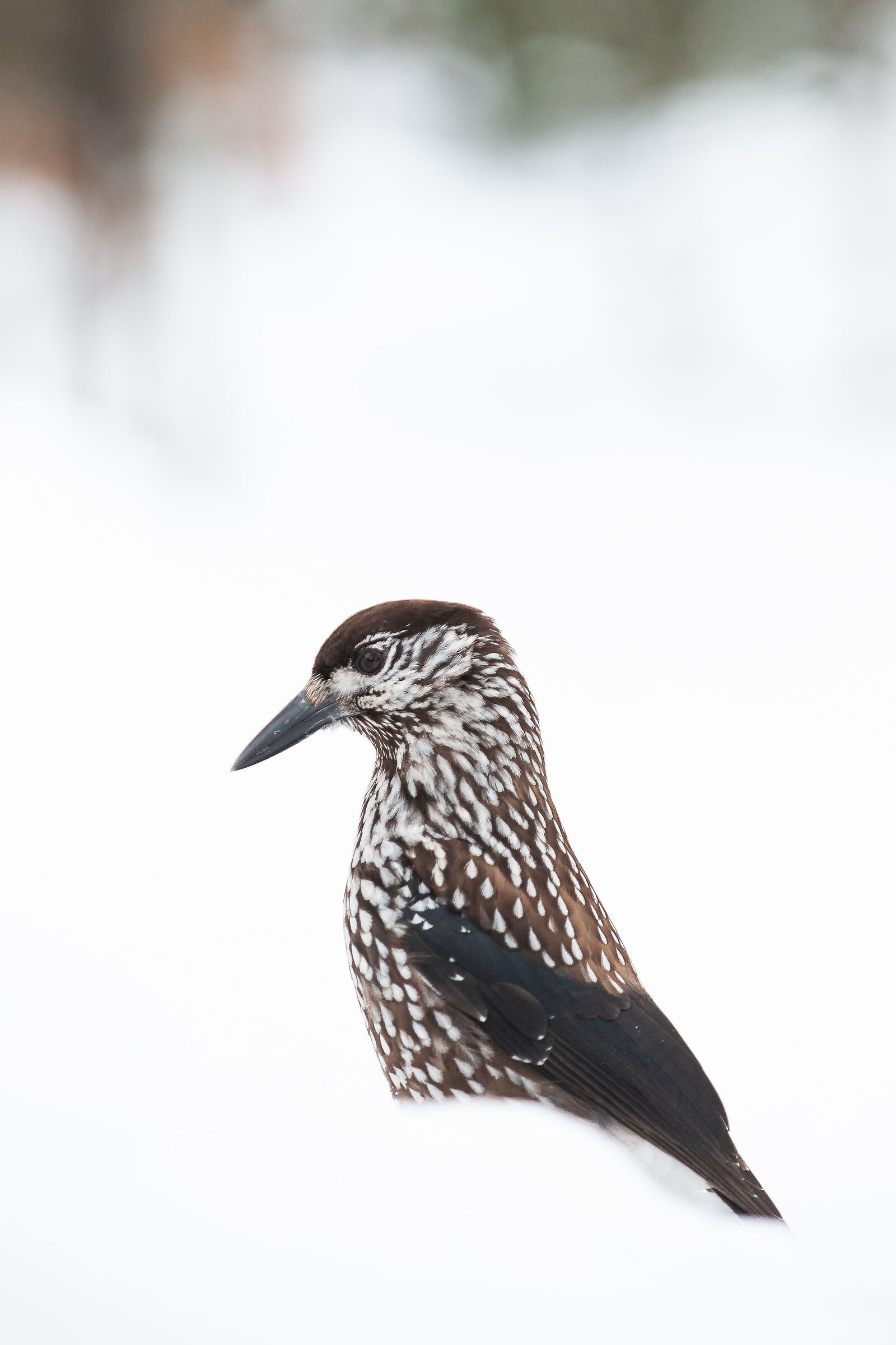Spotted nutcracker