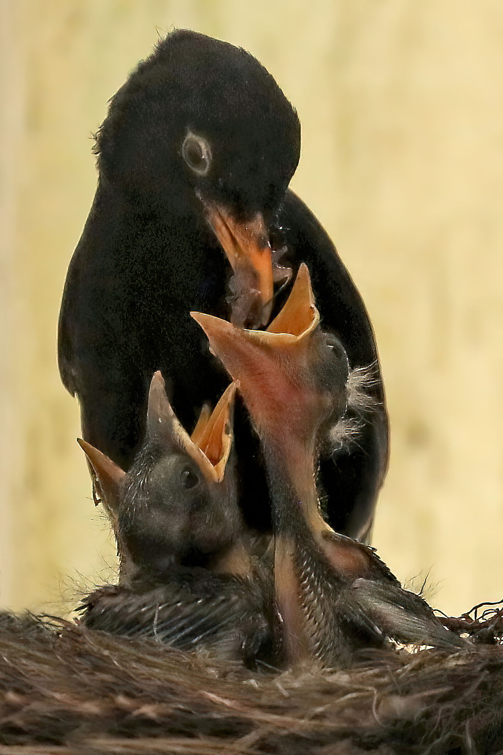 Hours meals ... Blackbird...