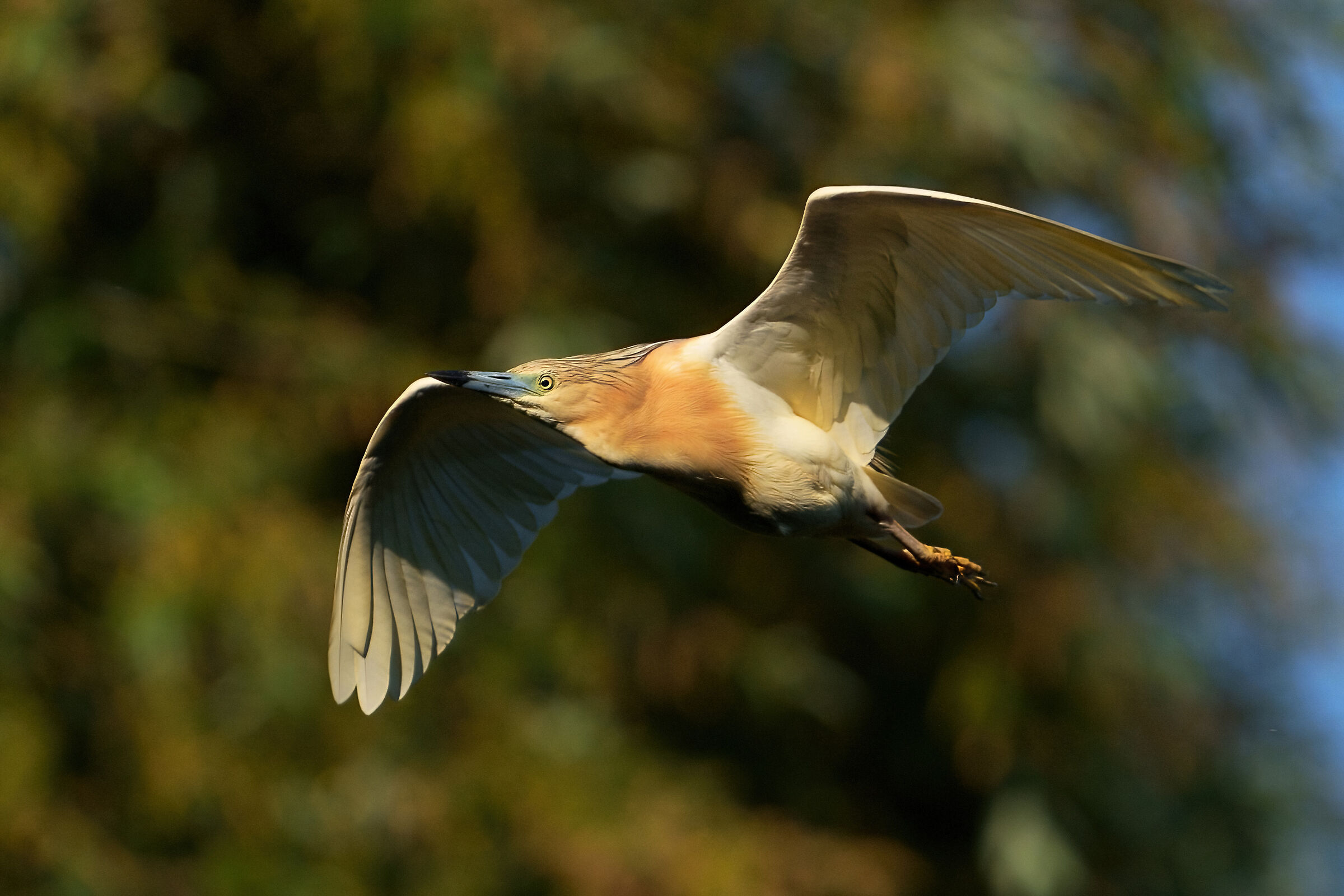 Sgarza ciuffetto (Ardeola ralloides)