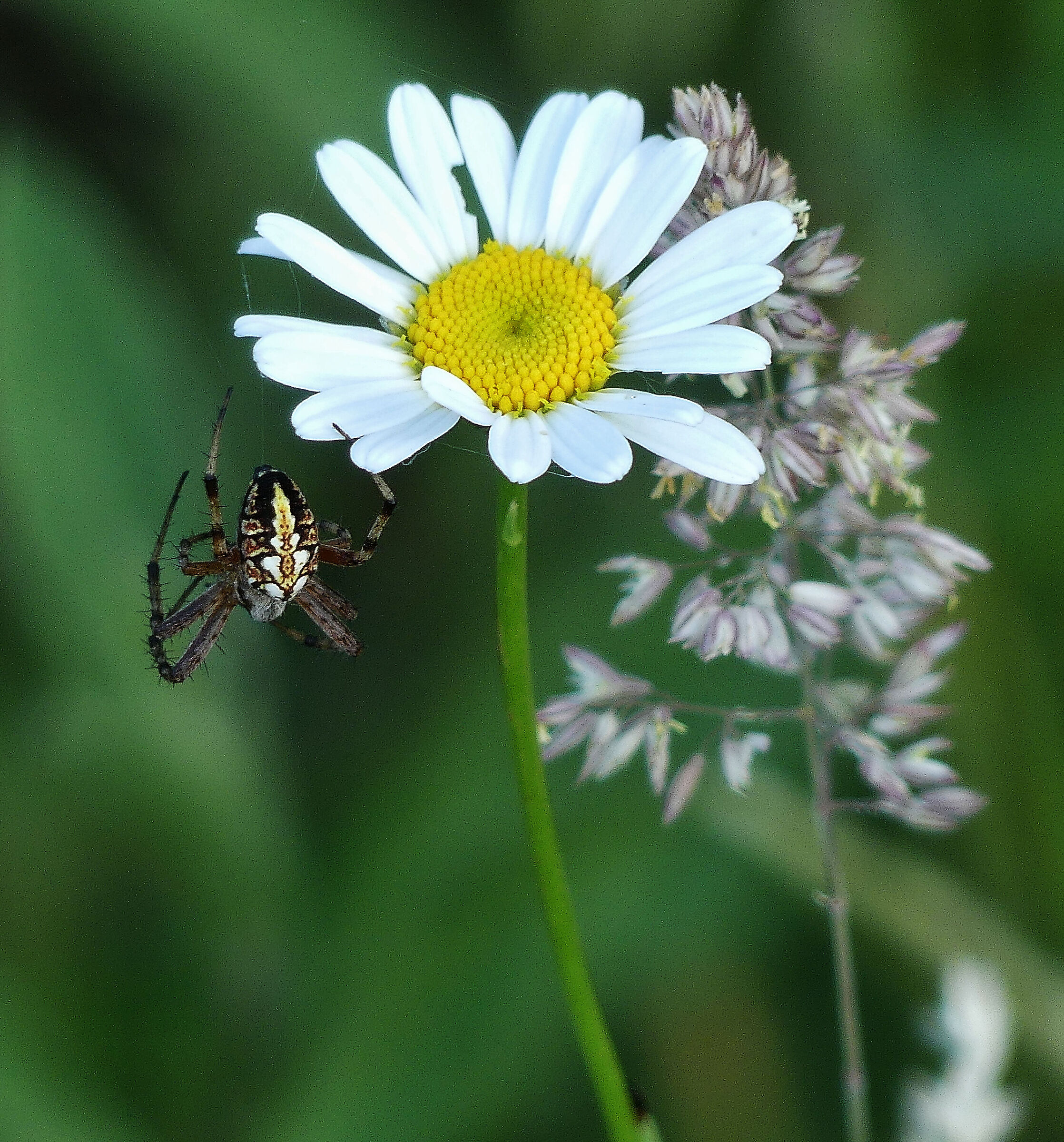 Aspettando il pasto...