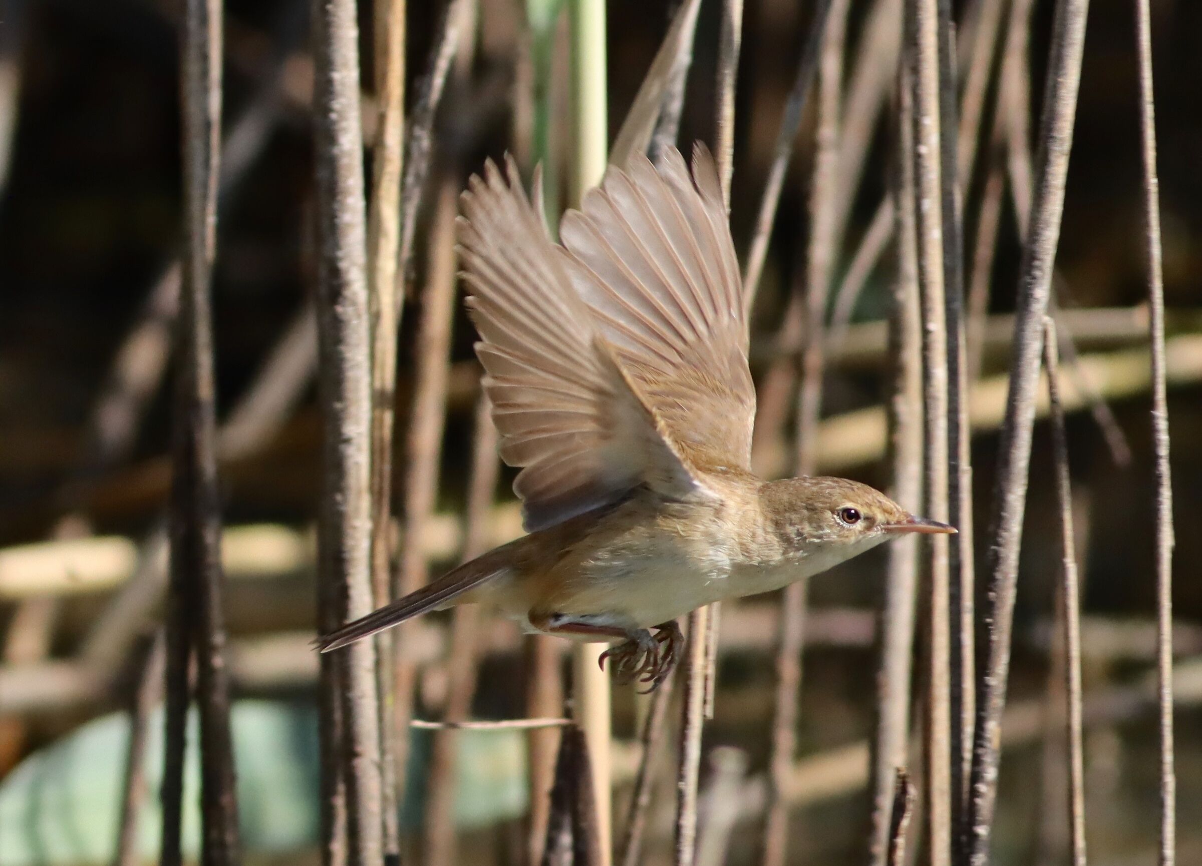 Reed warbler in flight