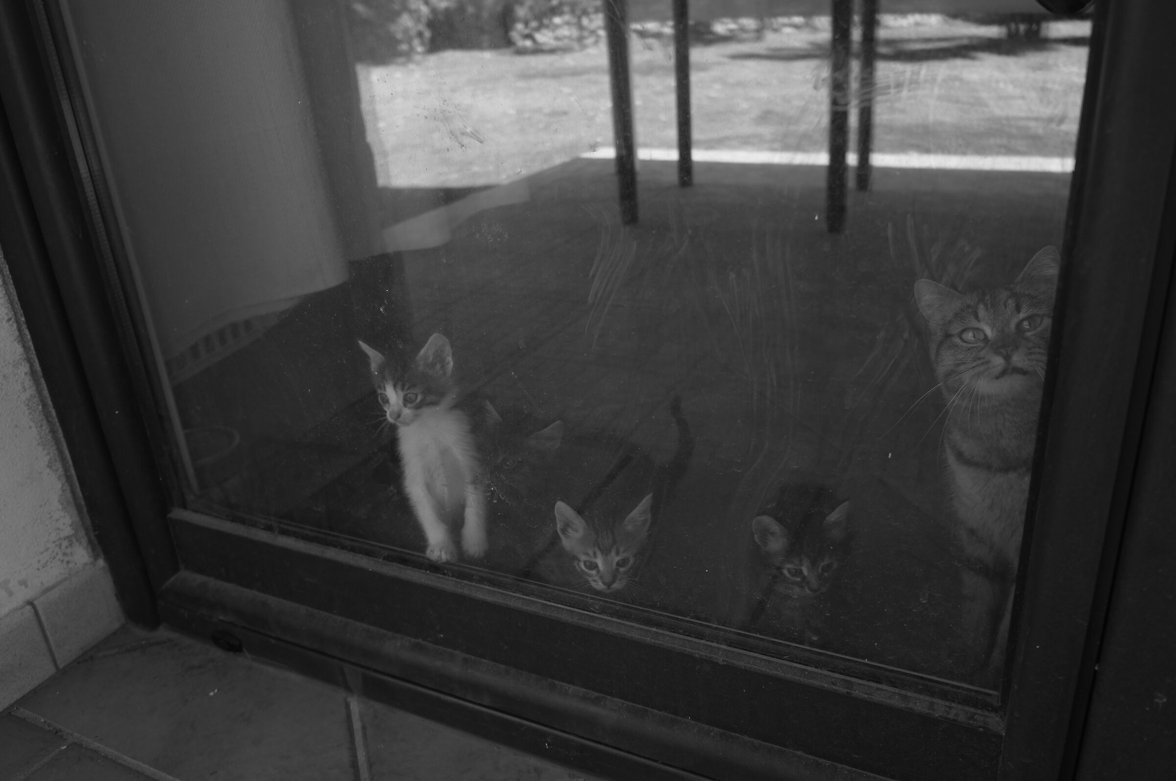 Lycia la Micia & son