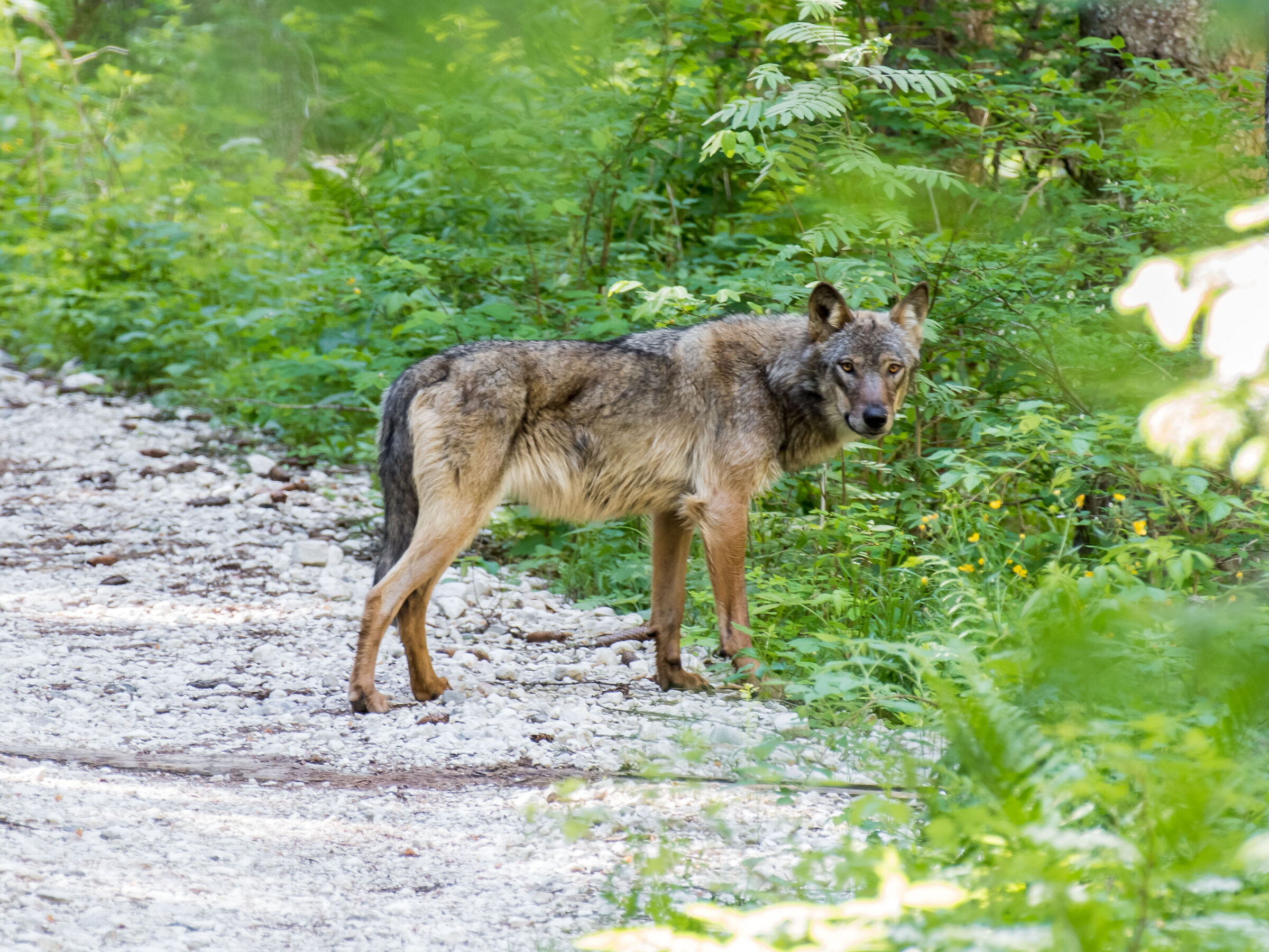 Suddenly the Wolf popped up