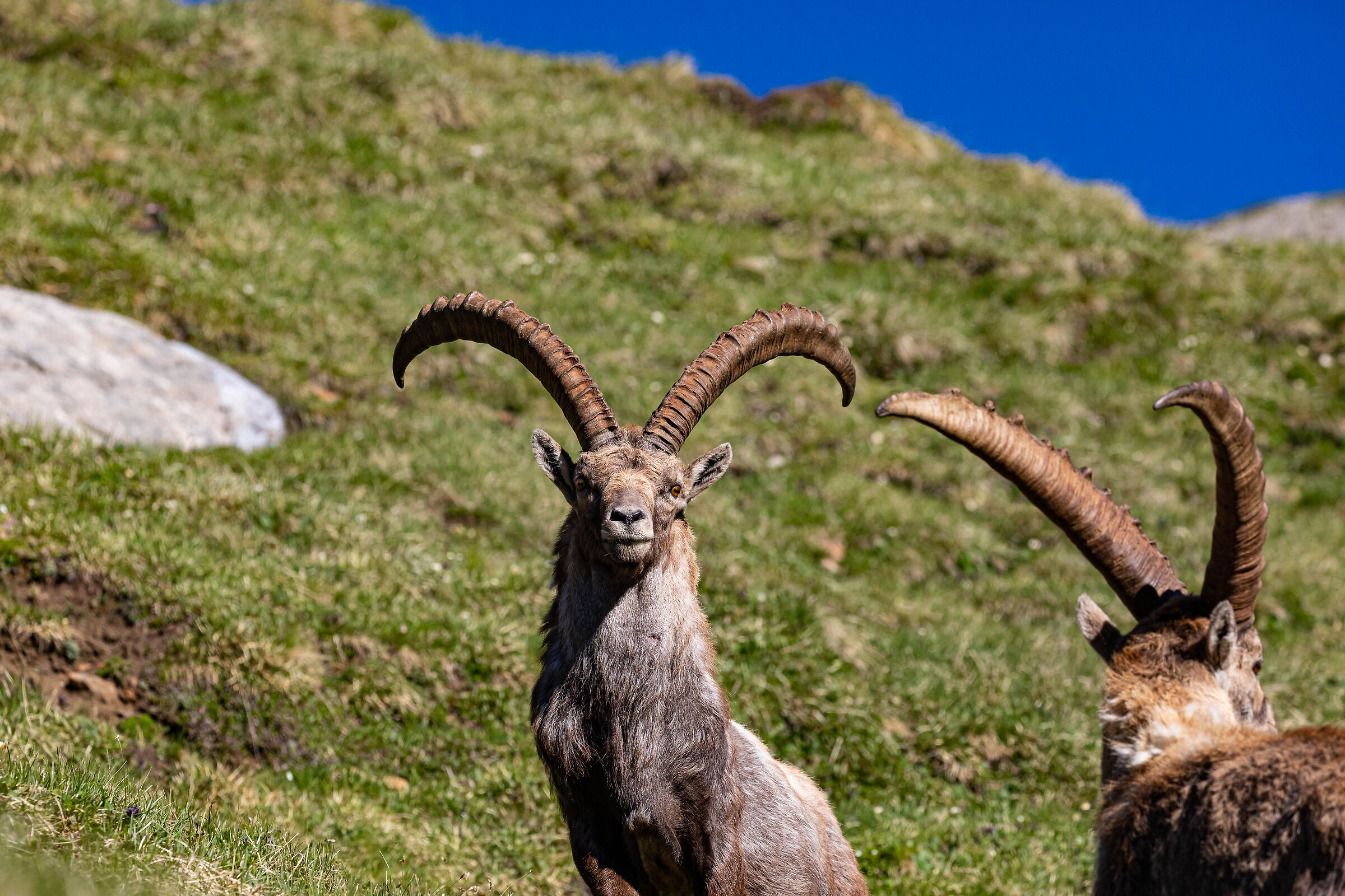 Ibex