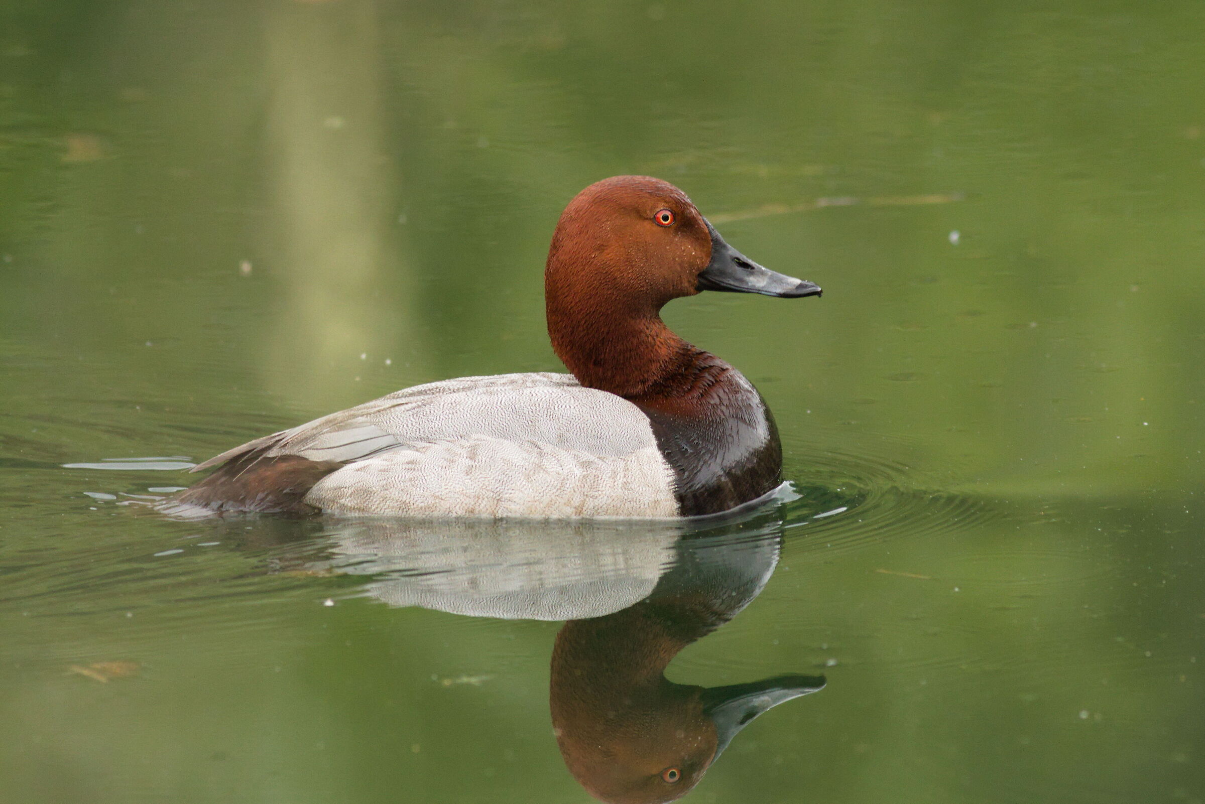 Common pochard