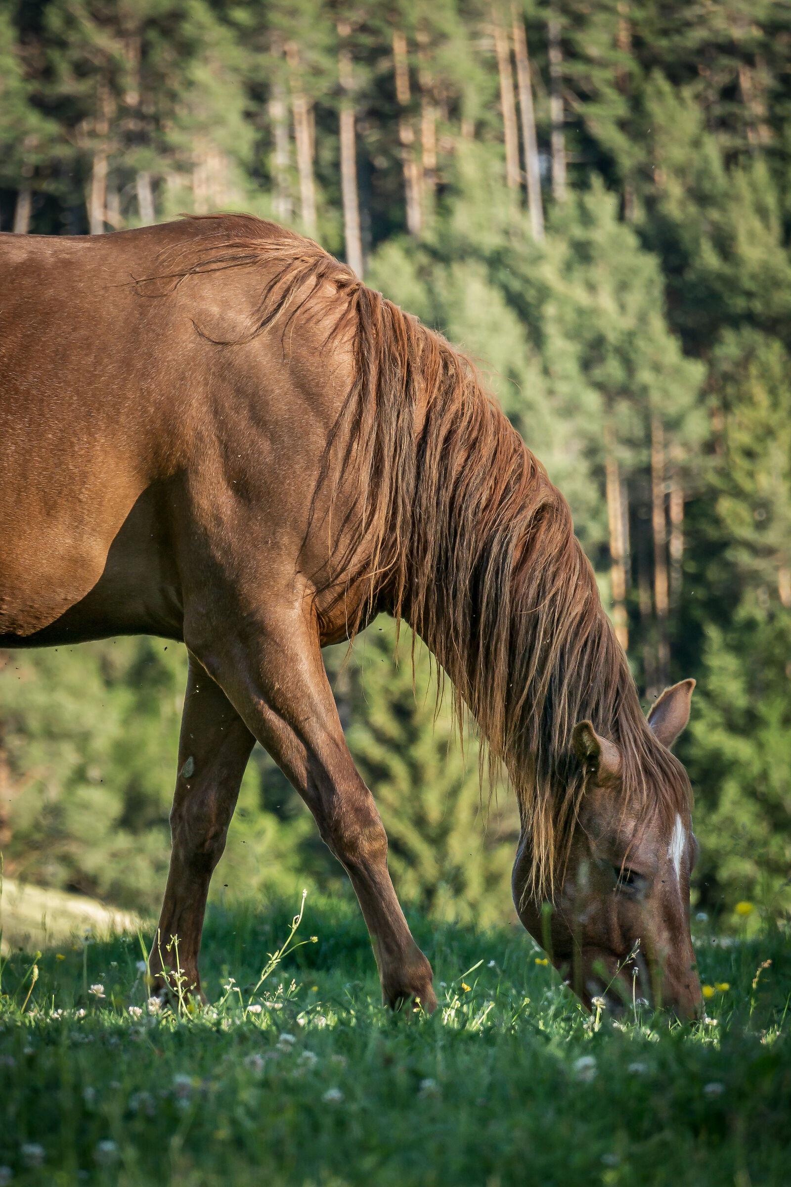 Cavallo bruno