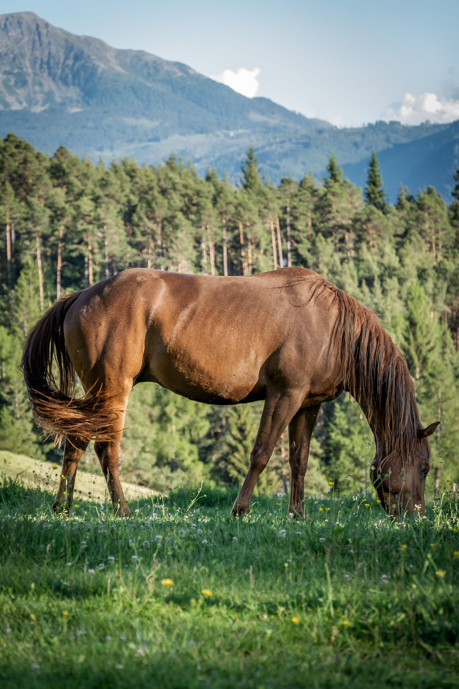 Cavallo bruno 2
