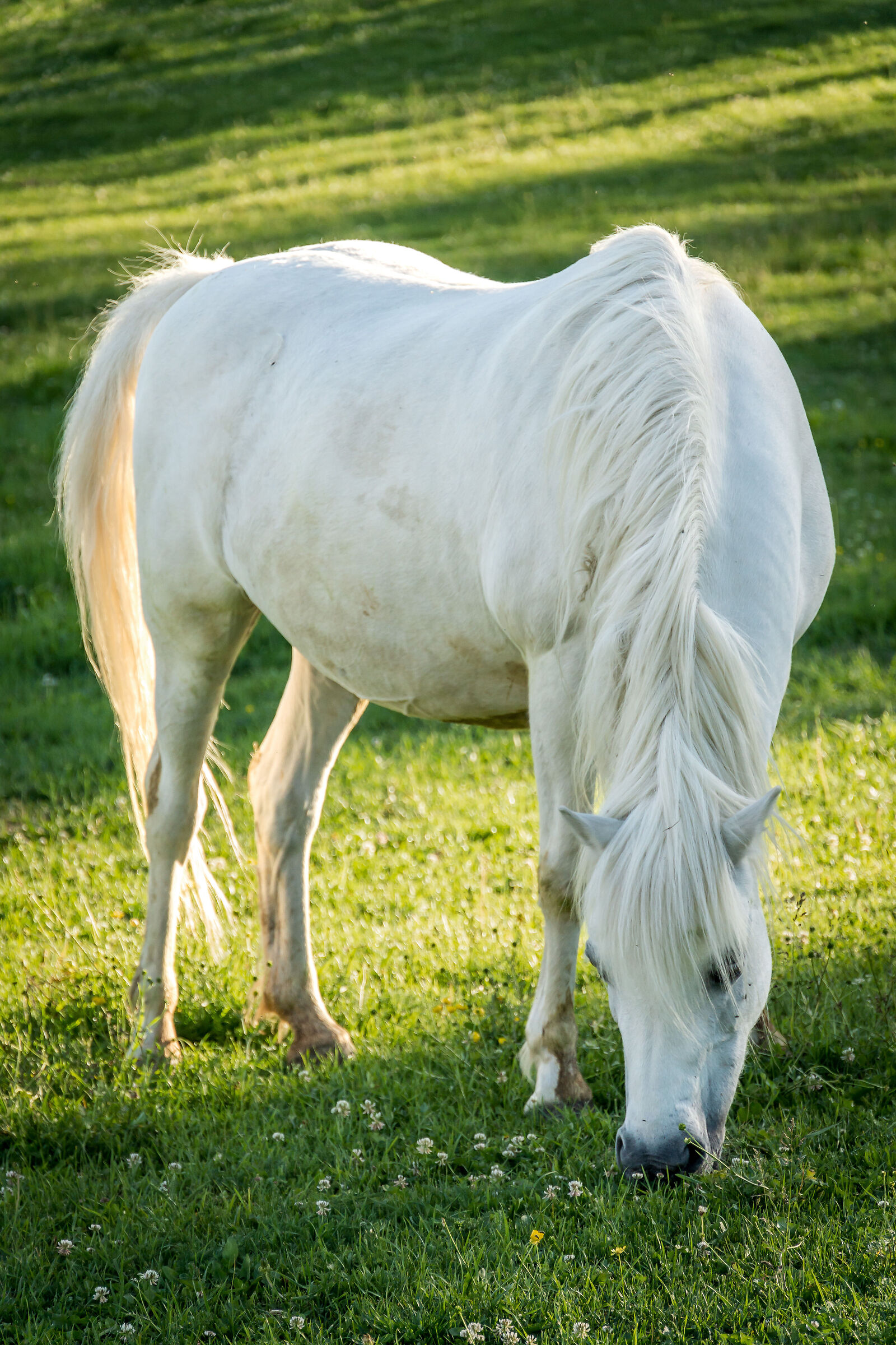 Cavallo bianco