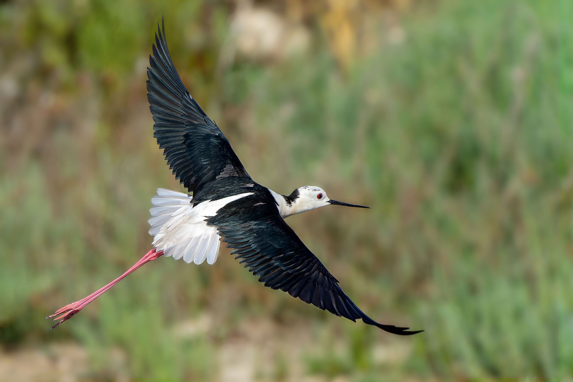 The Defeated - Knight of Italy