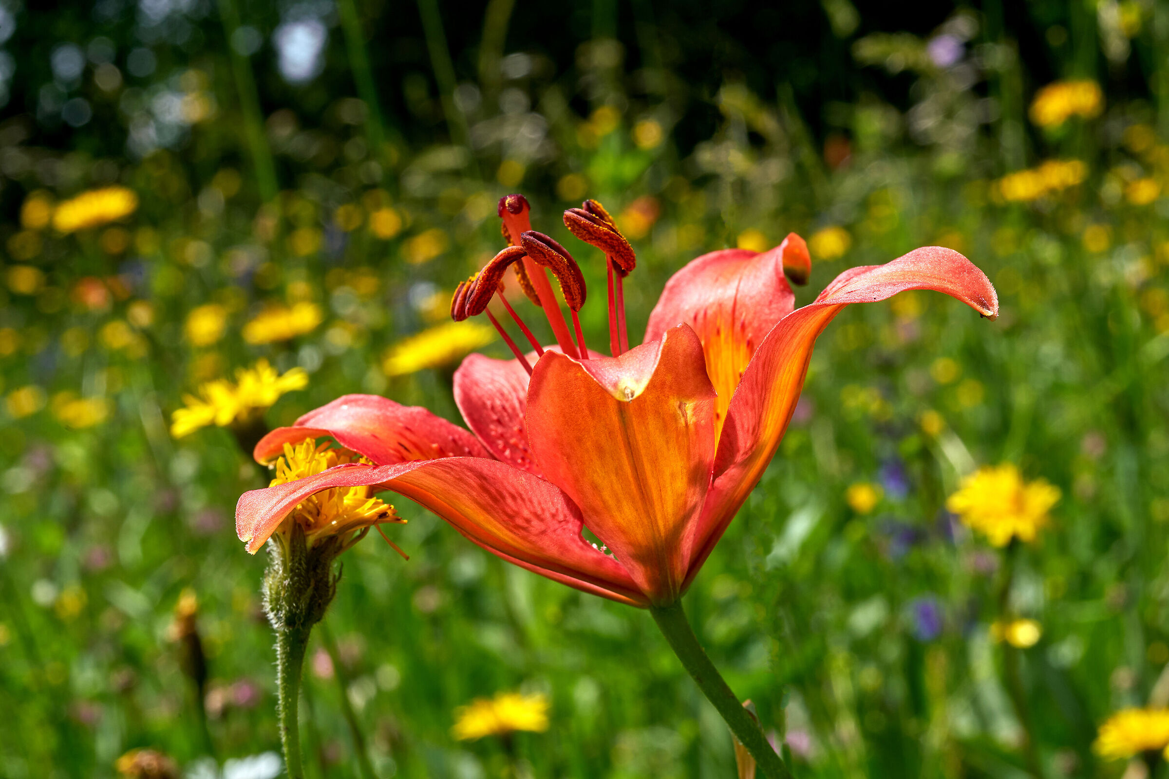 Lilium bulbiferum