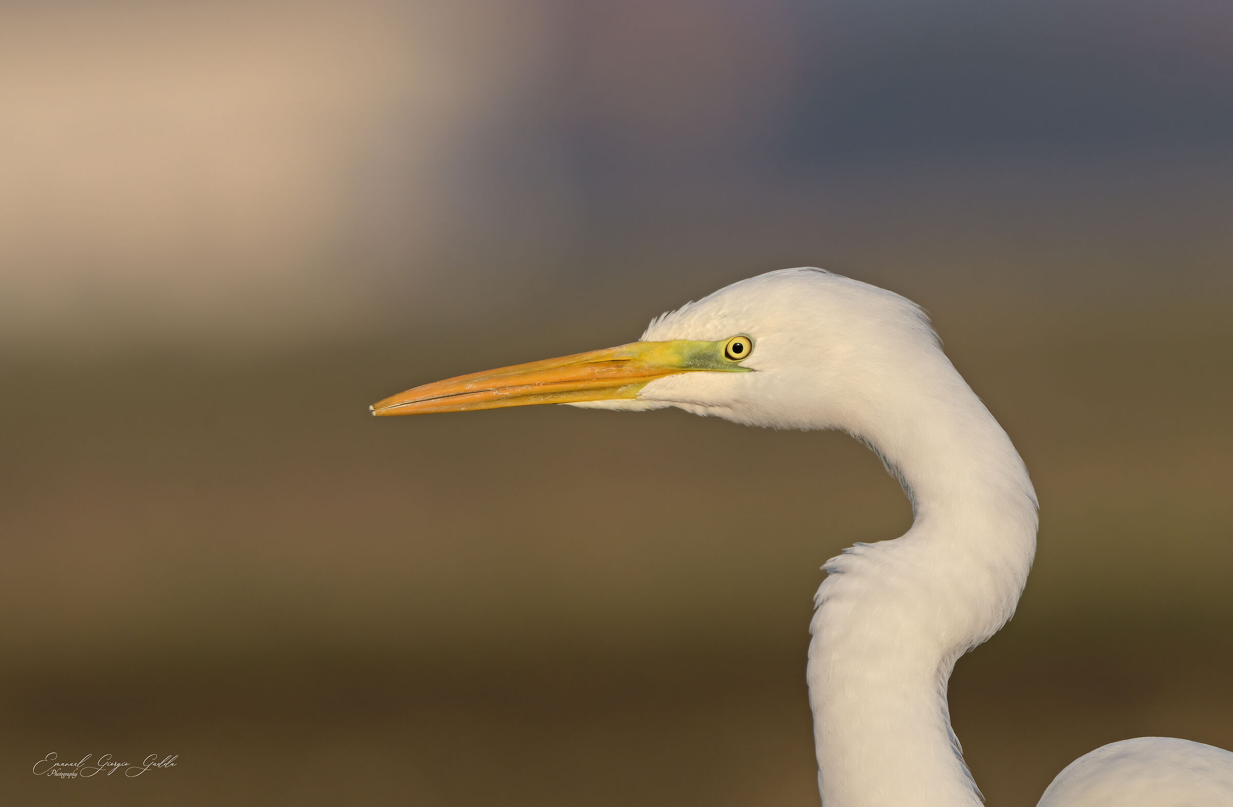 Airone bianco maggiore