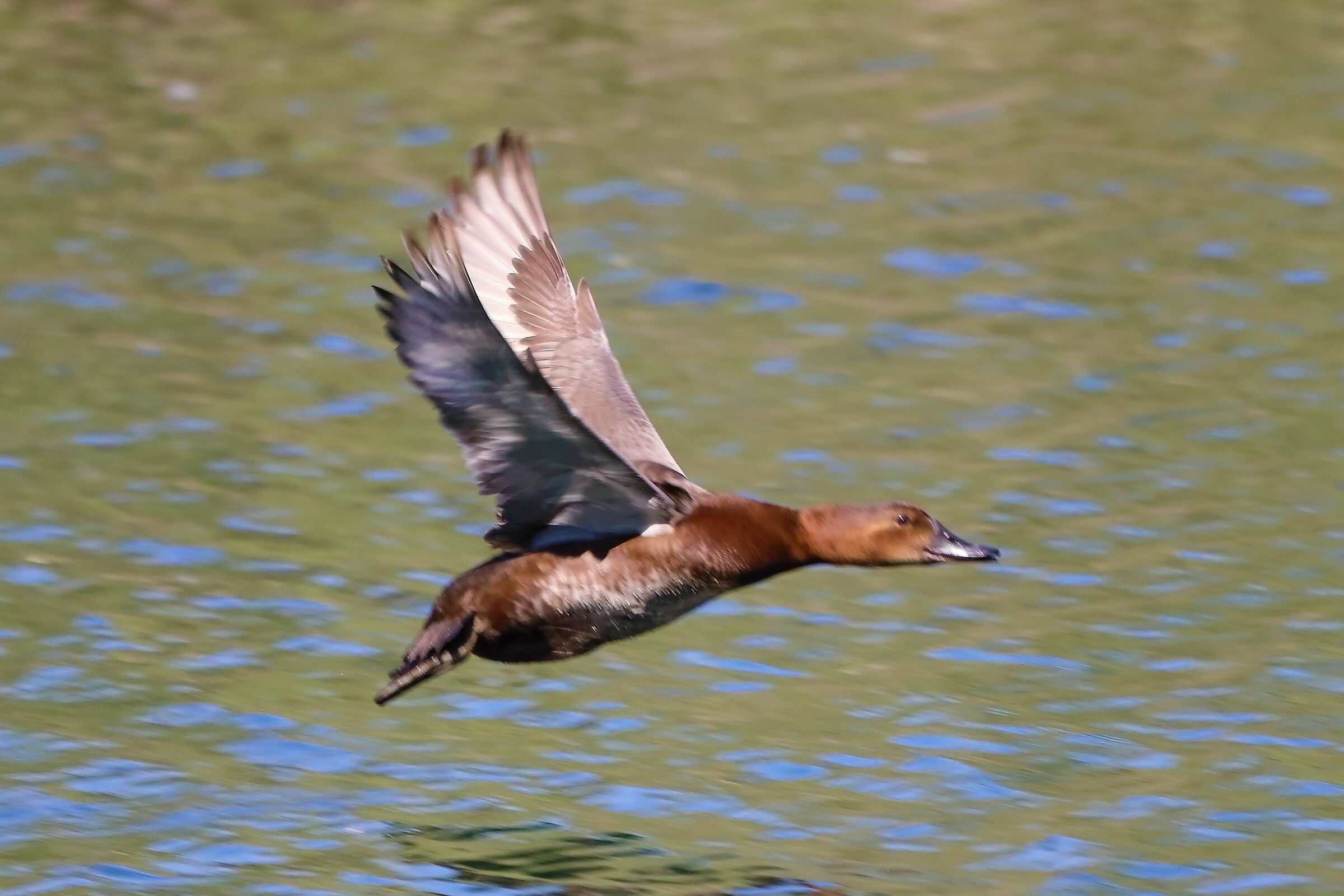 moretta tabaccata 12-05-2022