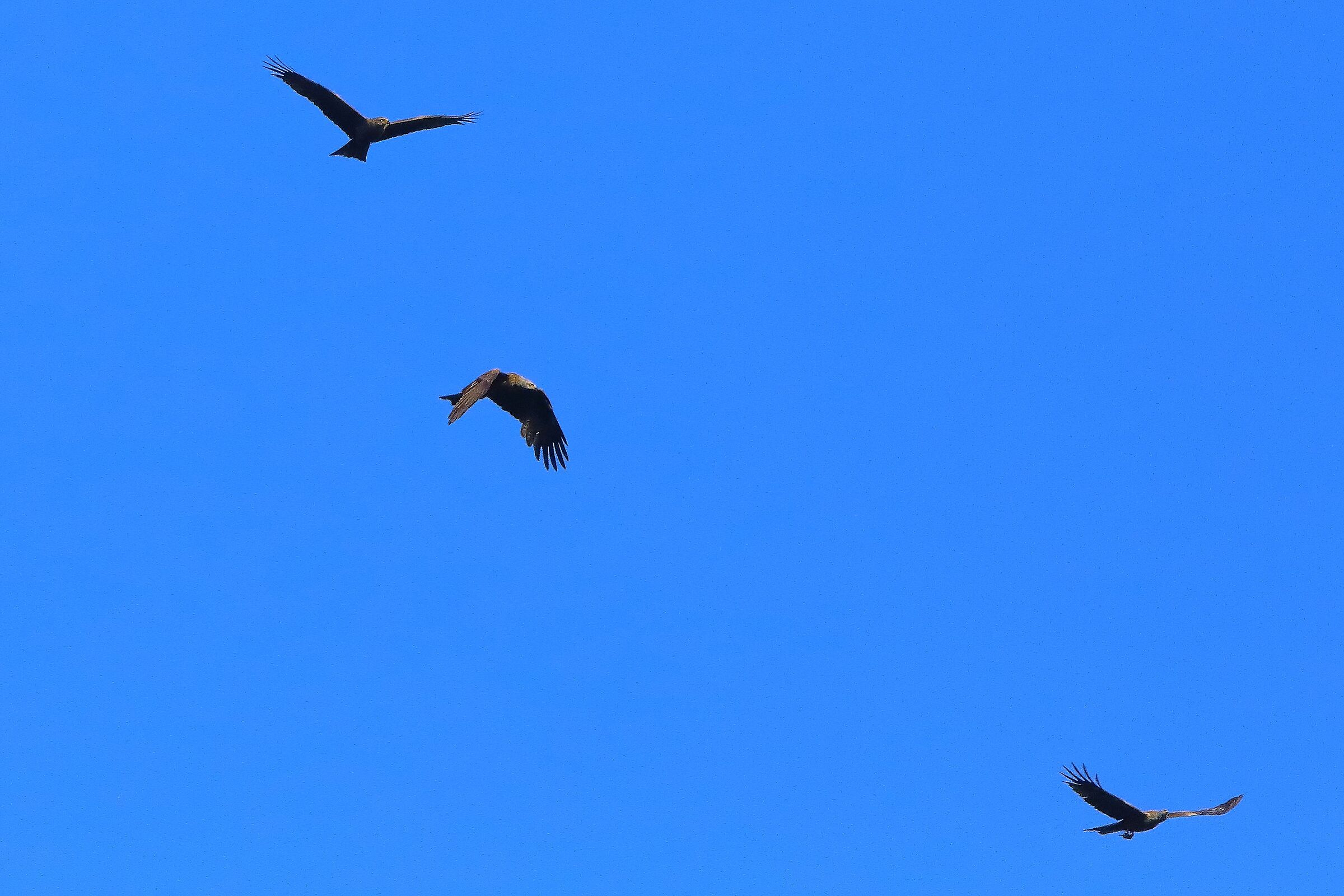 Black kite 07-06-2022