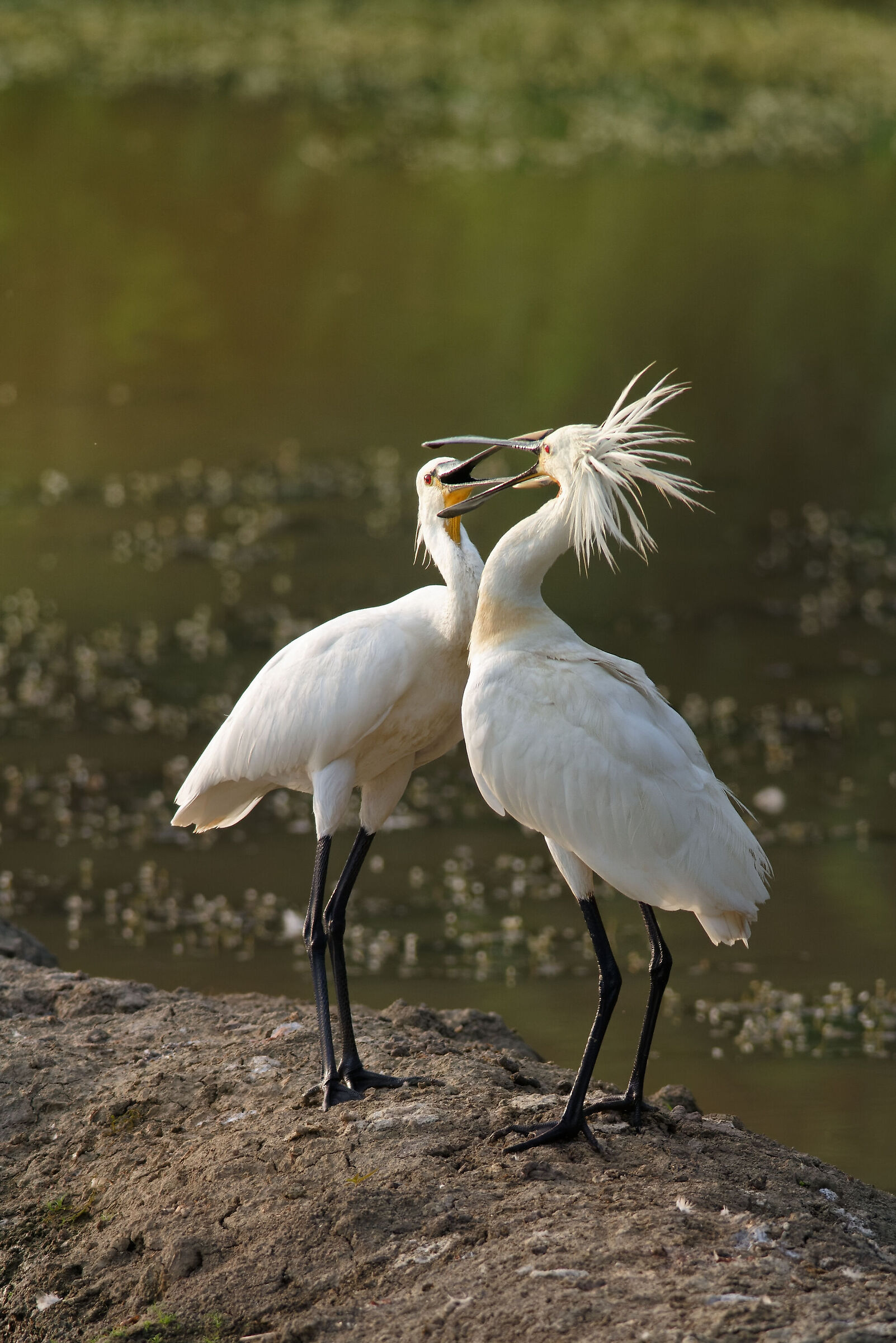 Bickering between Spatulas 2