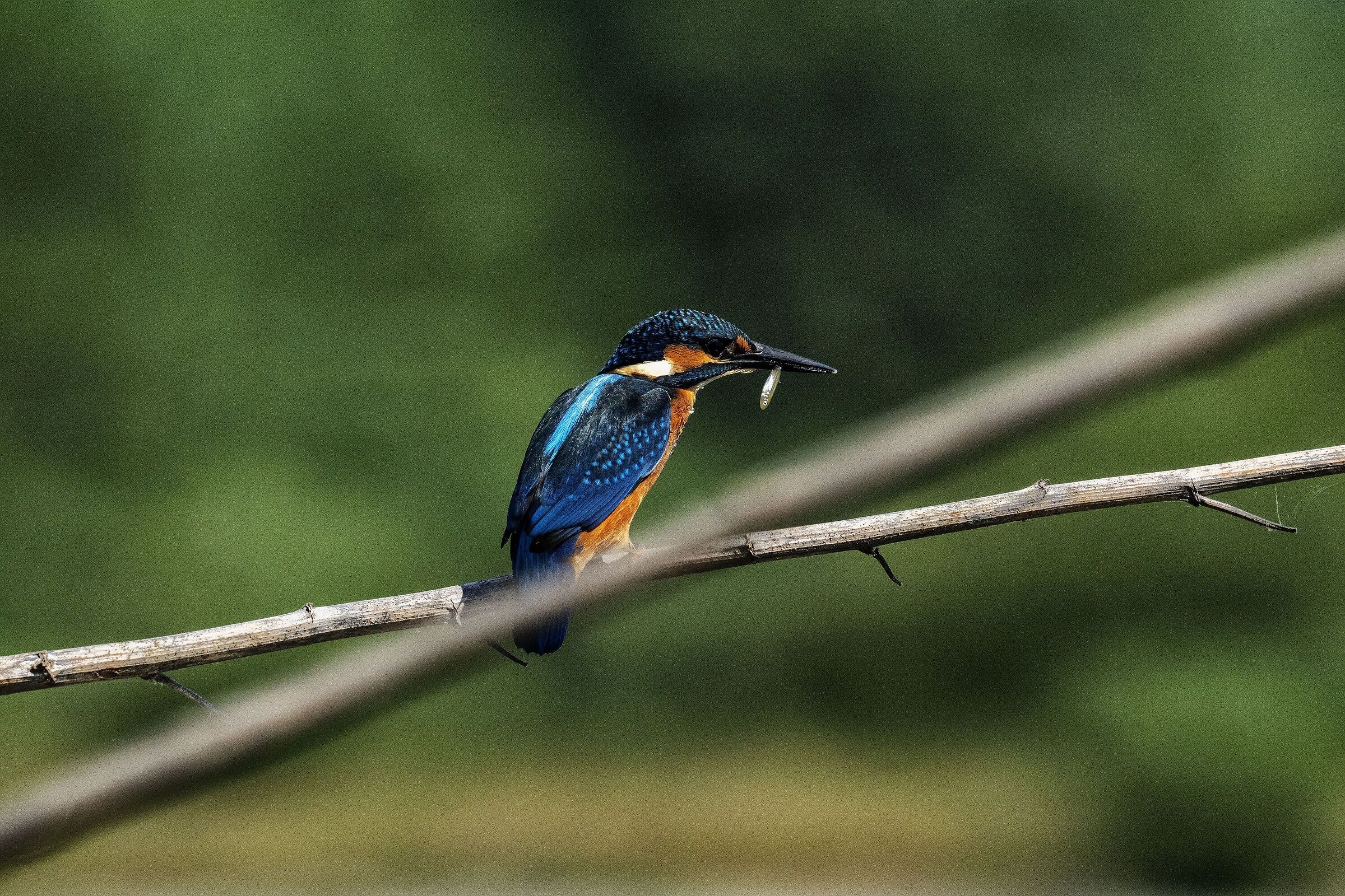 Pesca pesca pescatore