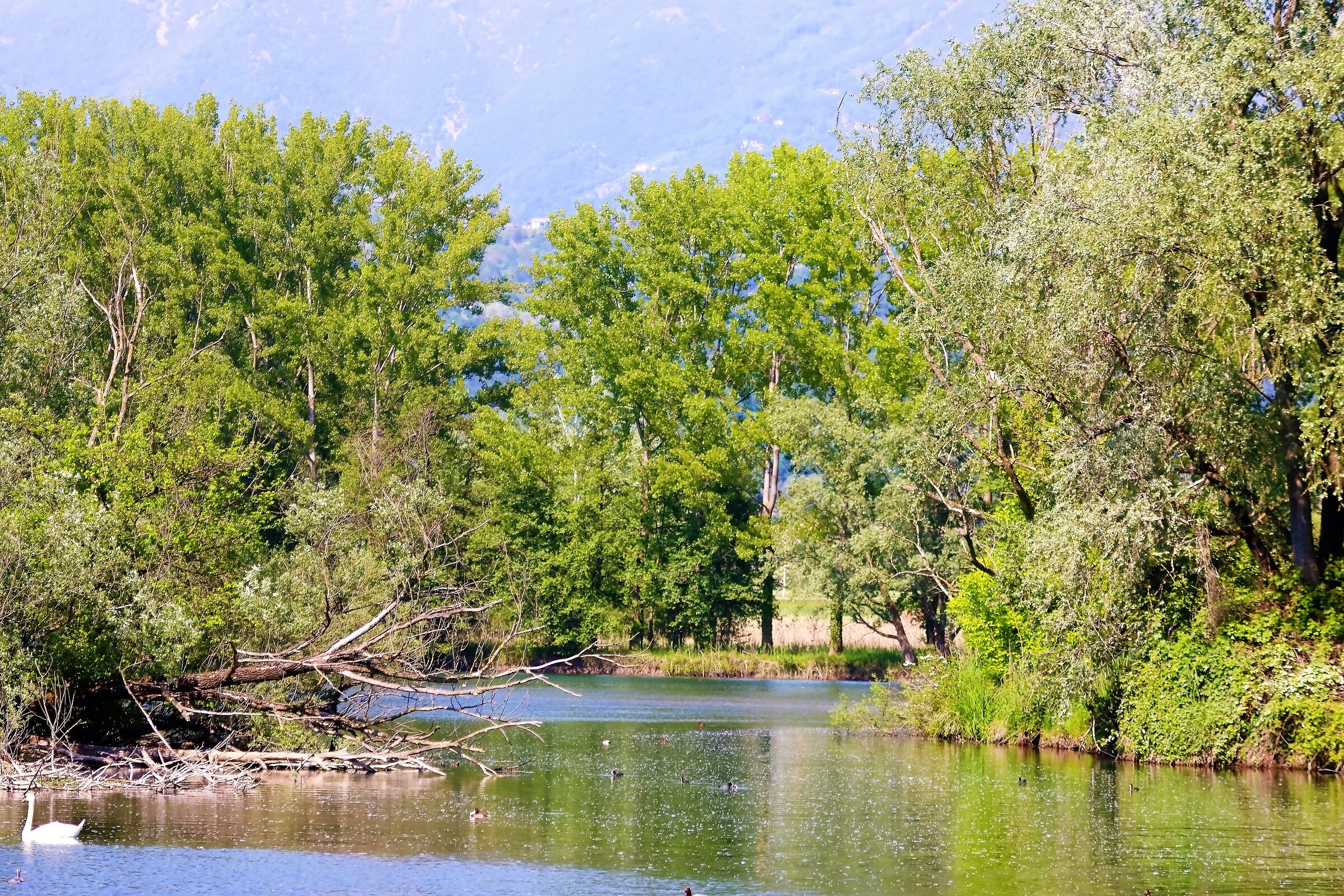 fiume Adda 12-05-2022