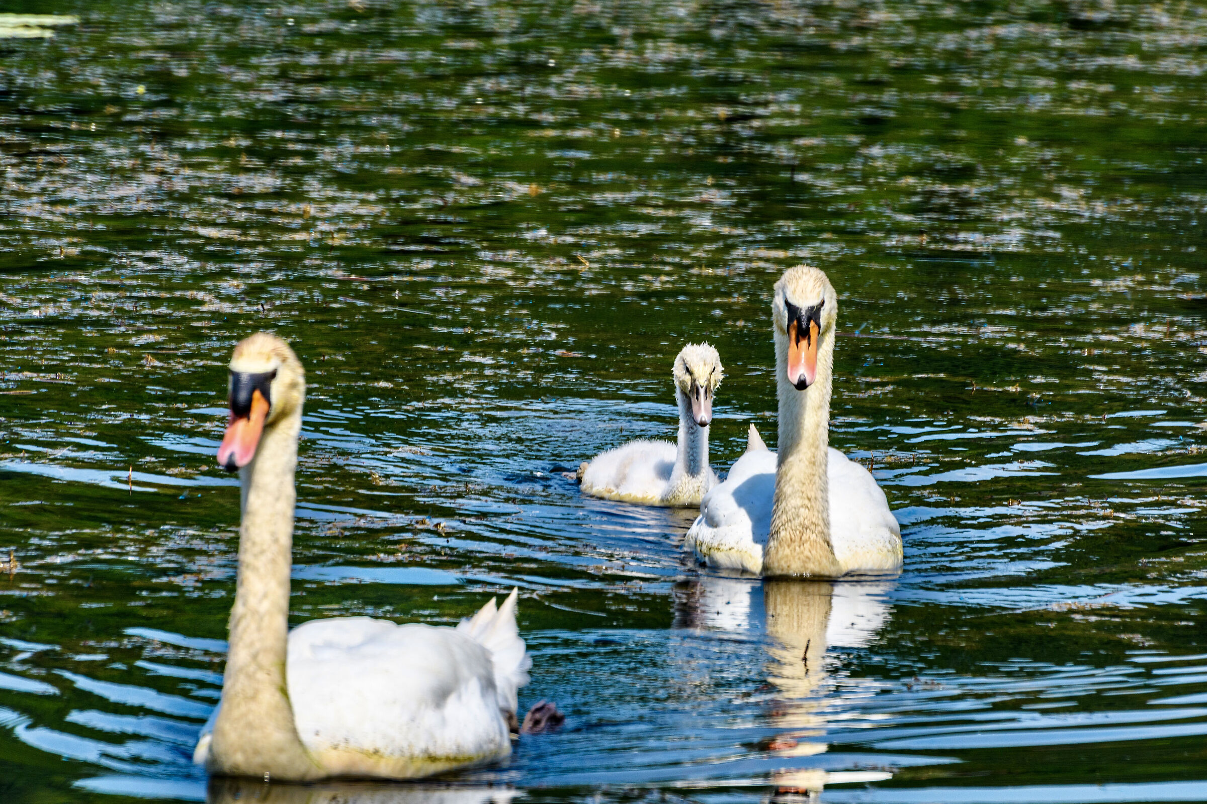 famigliola a spasso