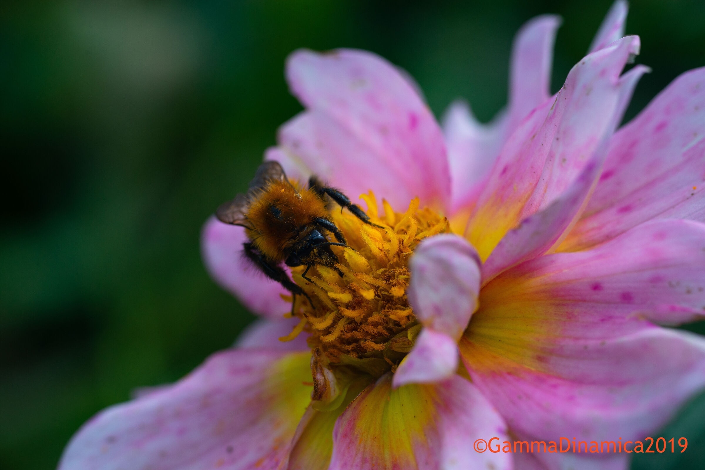Nectar