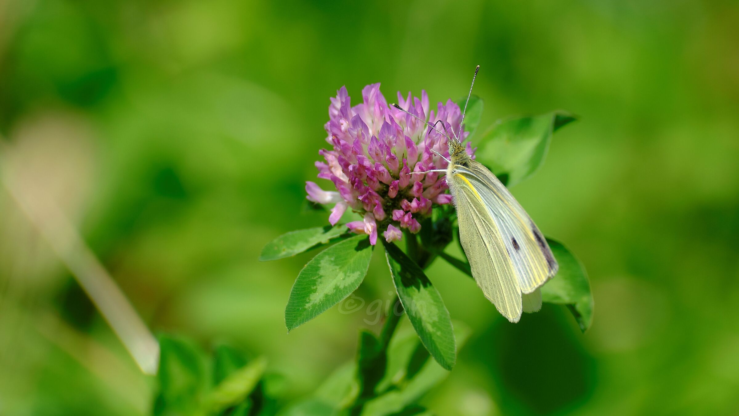 Pieris brassicae