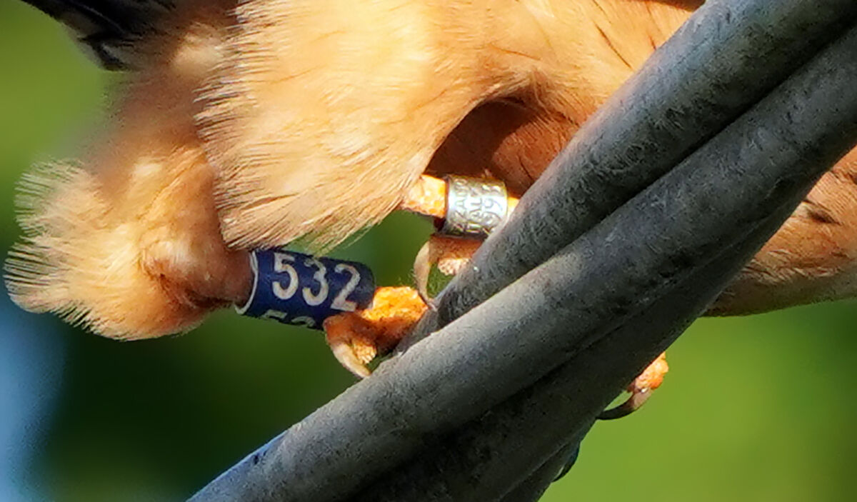 richiesta lettura anello