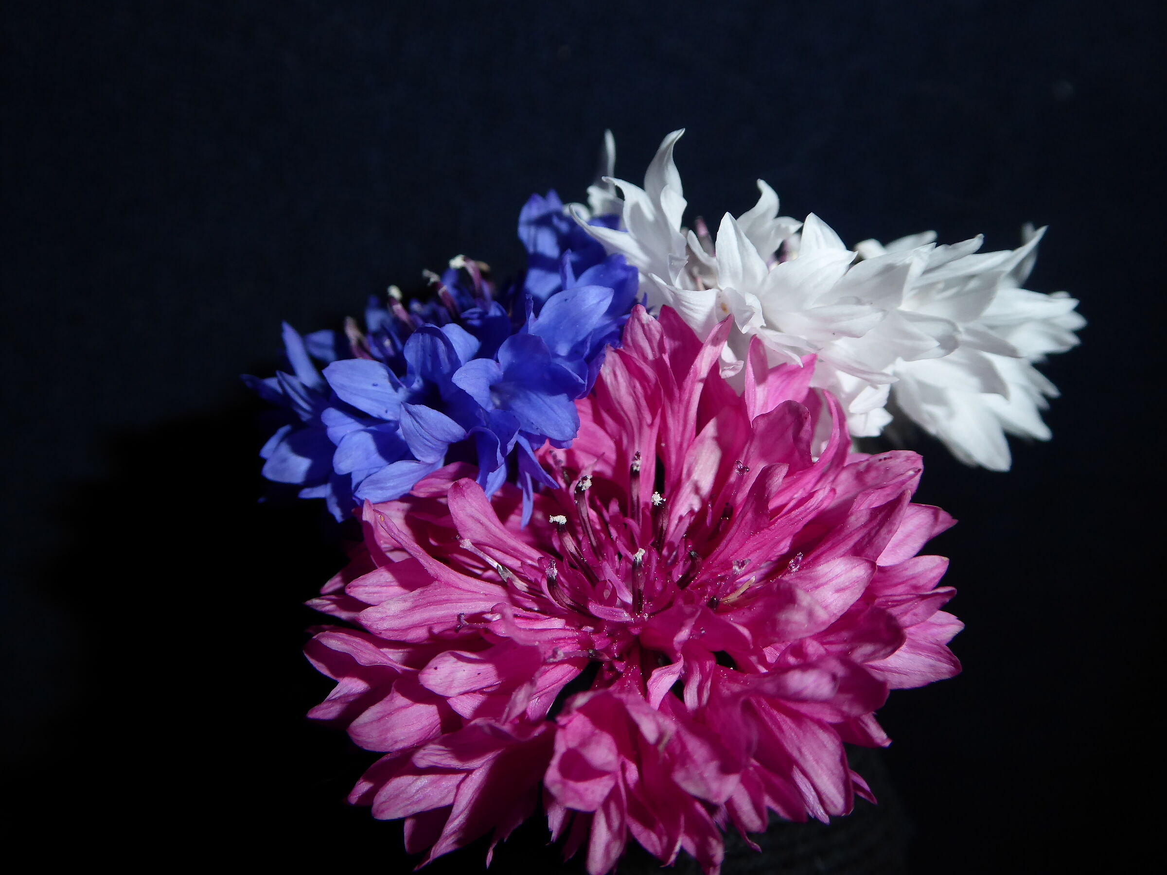Cornflowers