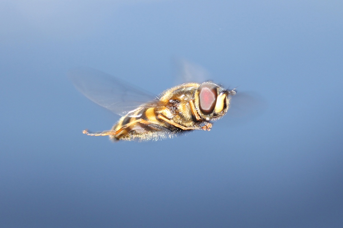 bee in flight