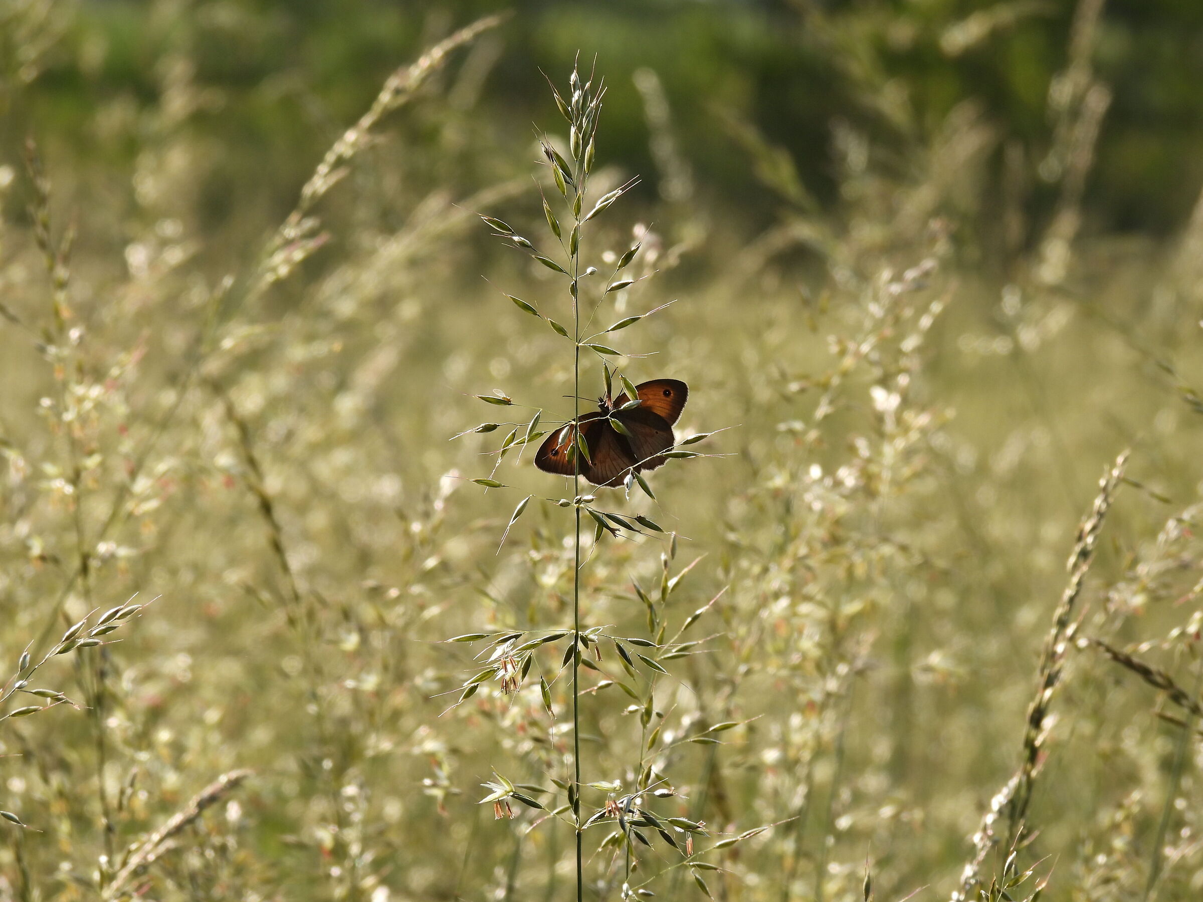 Butterfly on blade of grass