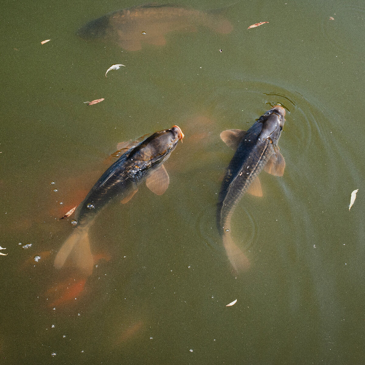 Best friends forever