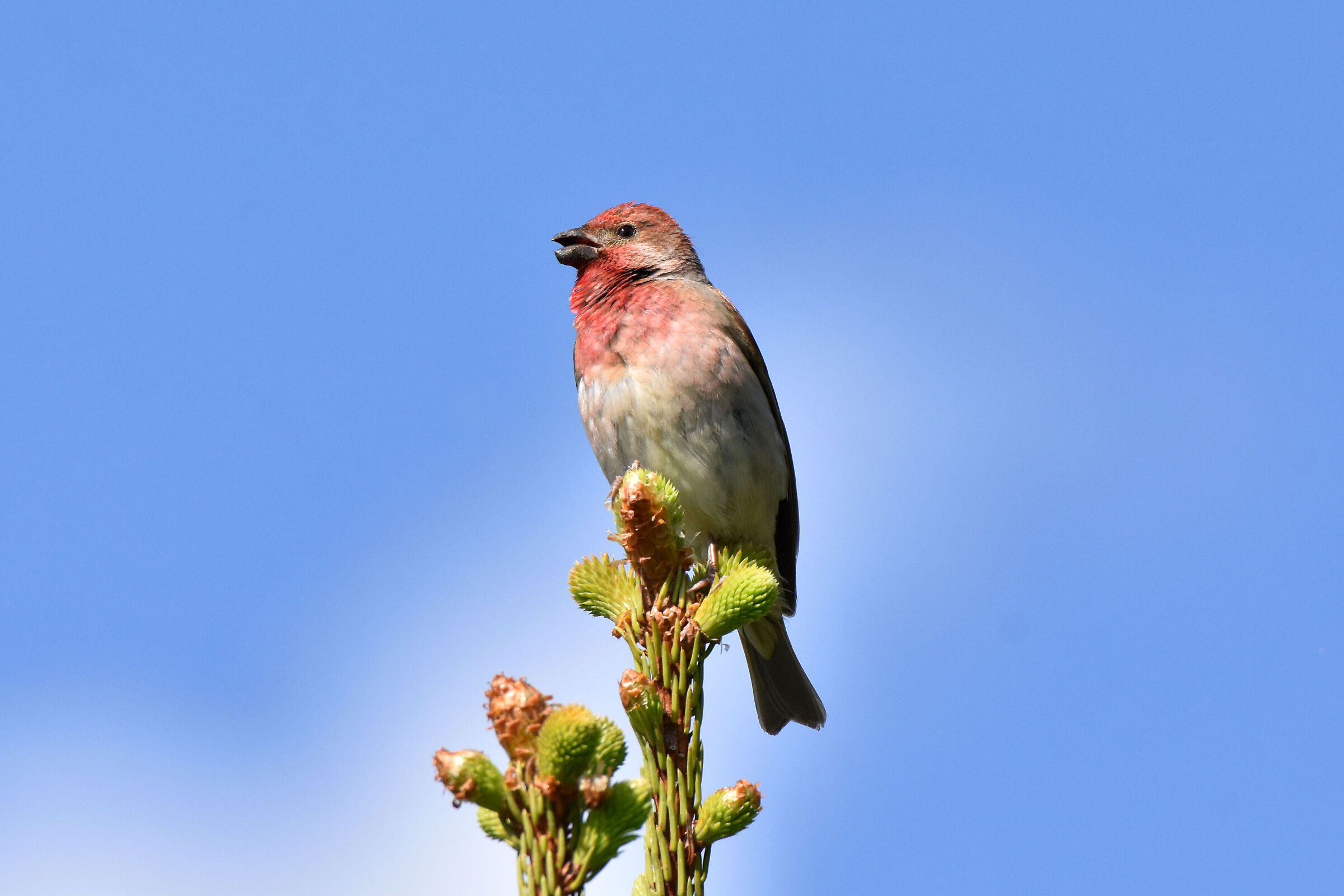 scarlet bullfinch