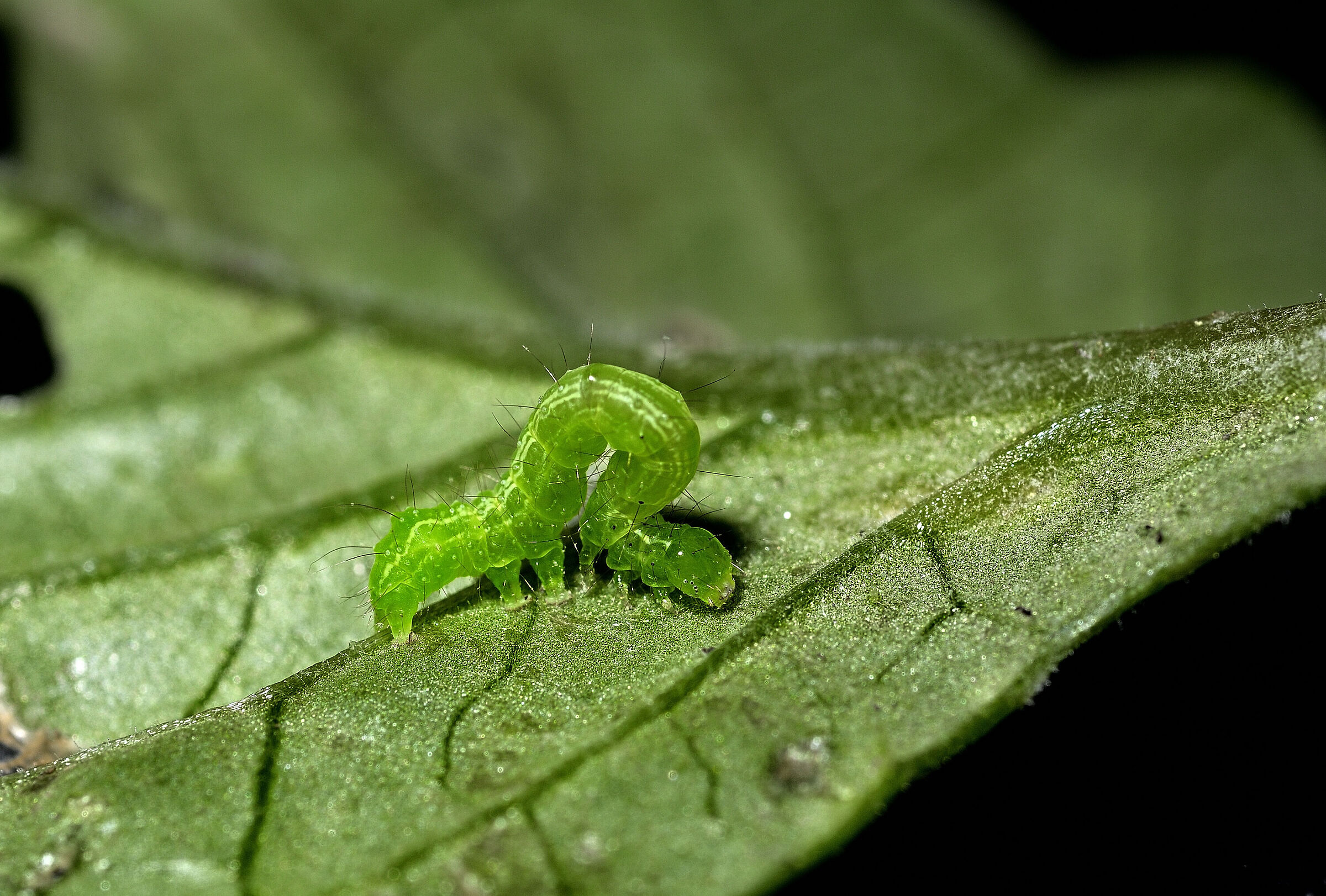 Caterpillar on salad