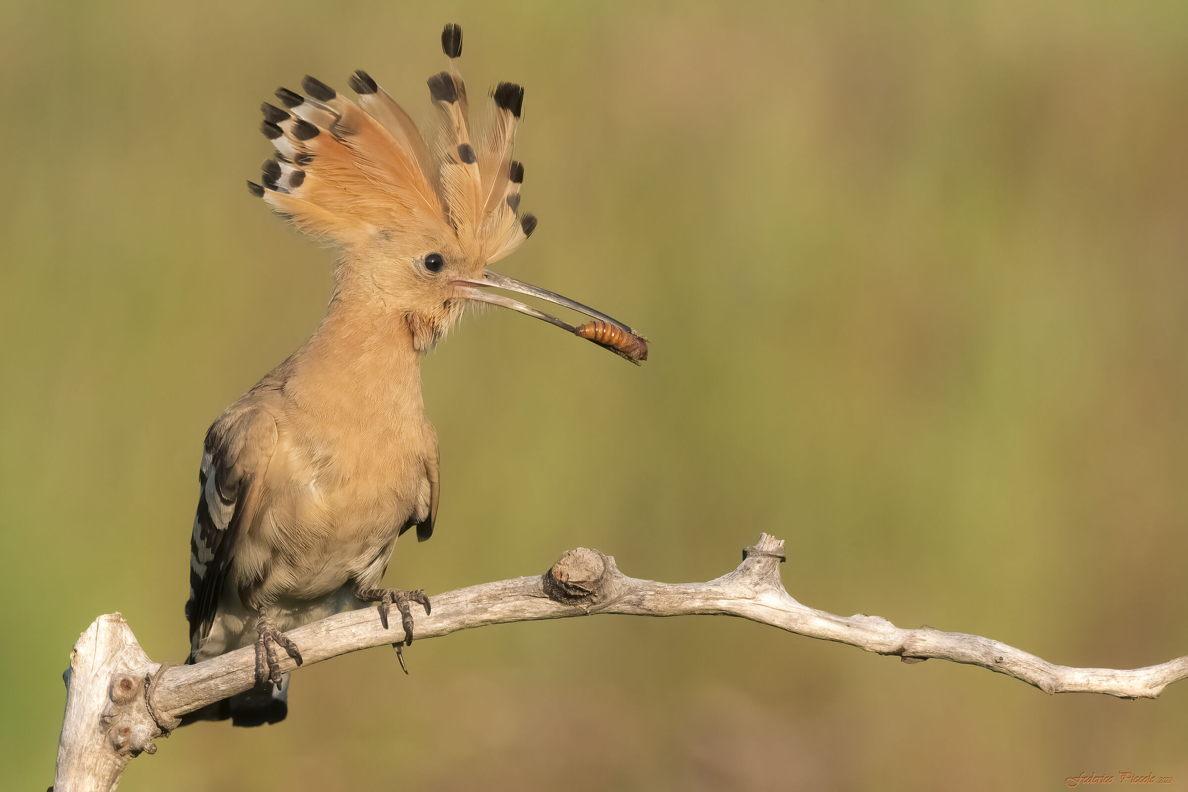 Hoopoe