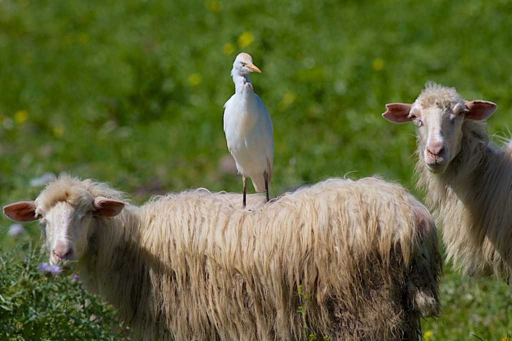 Heron View (sheep)